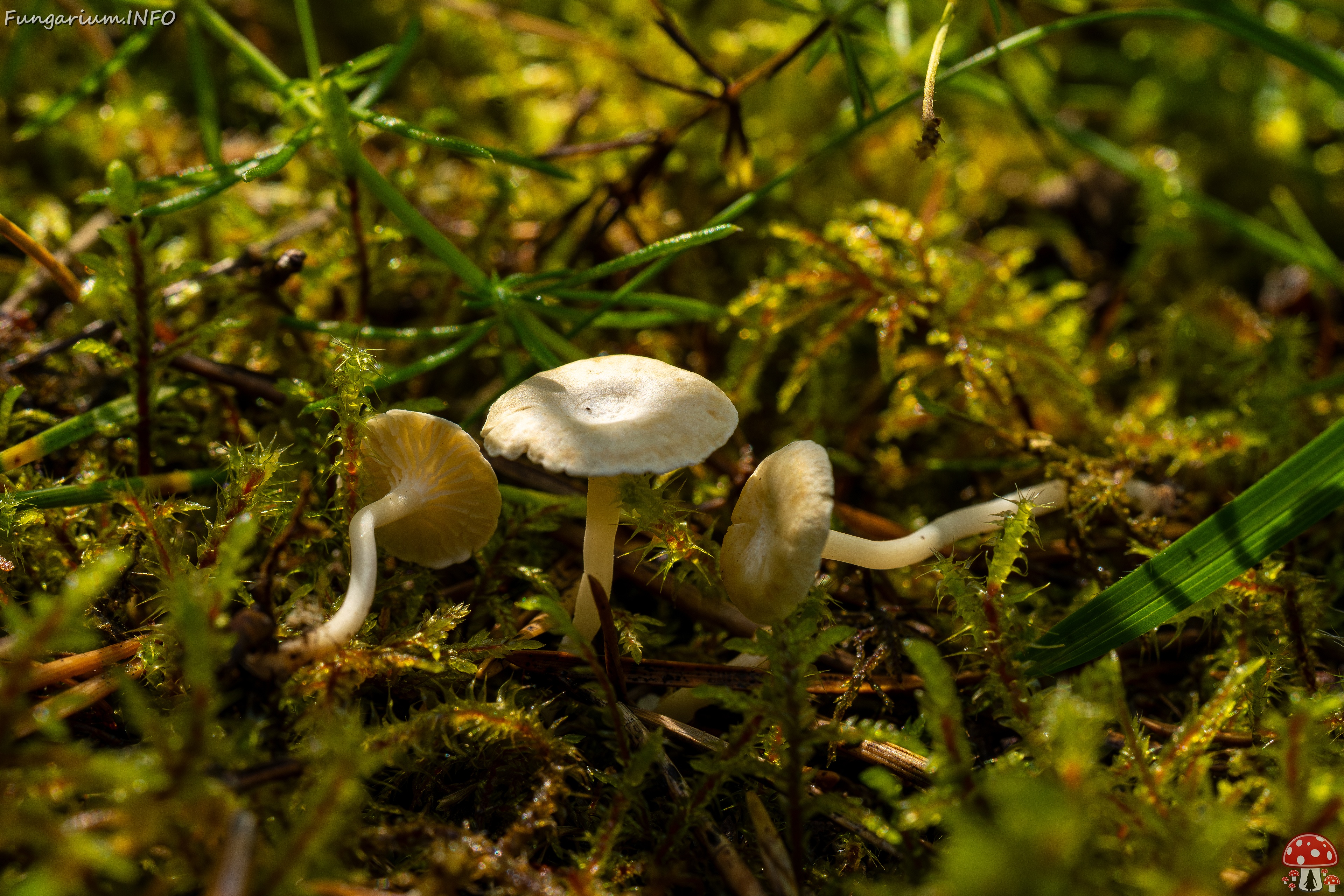 Cantharellopsis prescotii _2025-08-09_1-12 