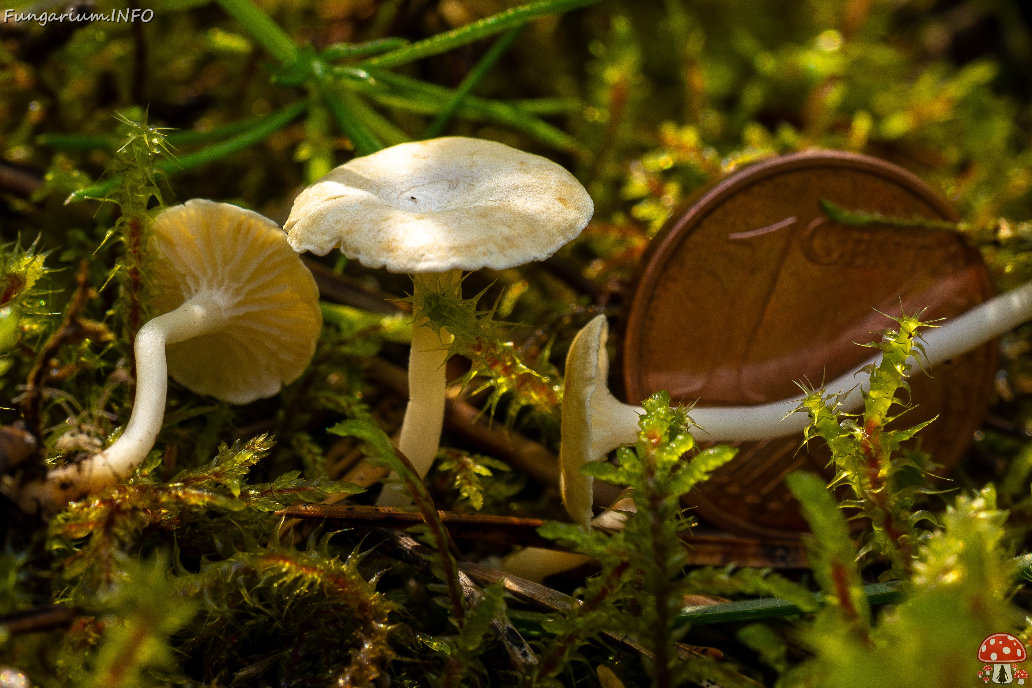 Cantharellopsis prescotii _2025-08-09_1-14 