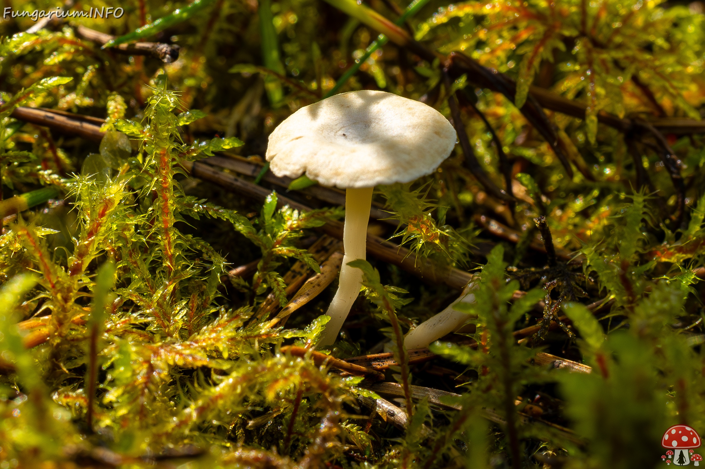 Cantharellopsis prescotii _2025-08-09_1-2 