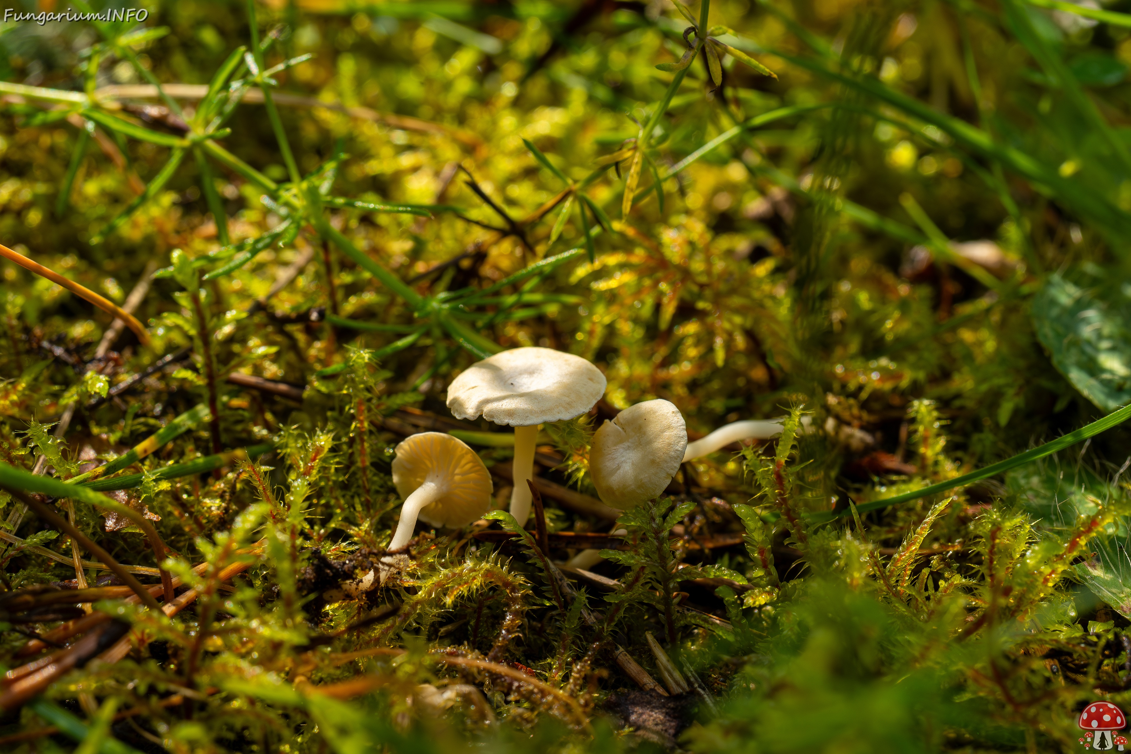 Cantharellopsis prescotii _2025-08-09_1-3 