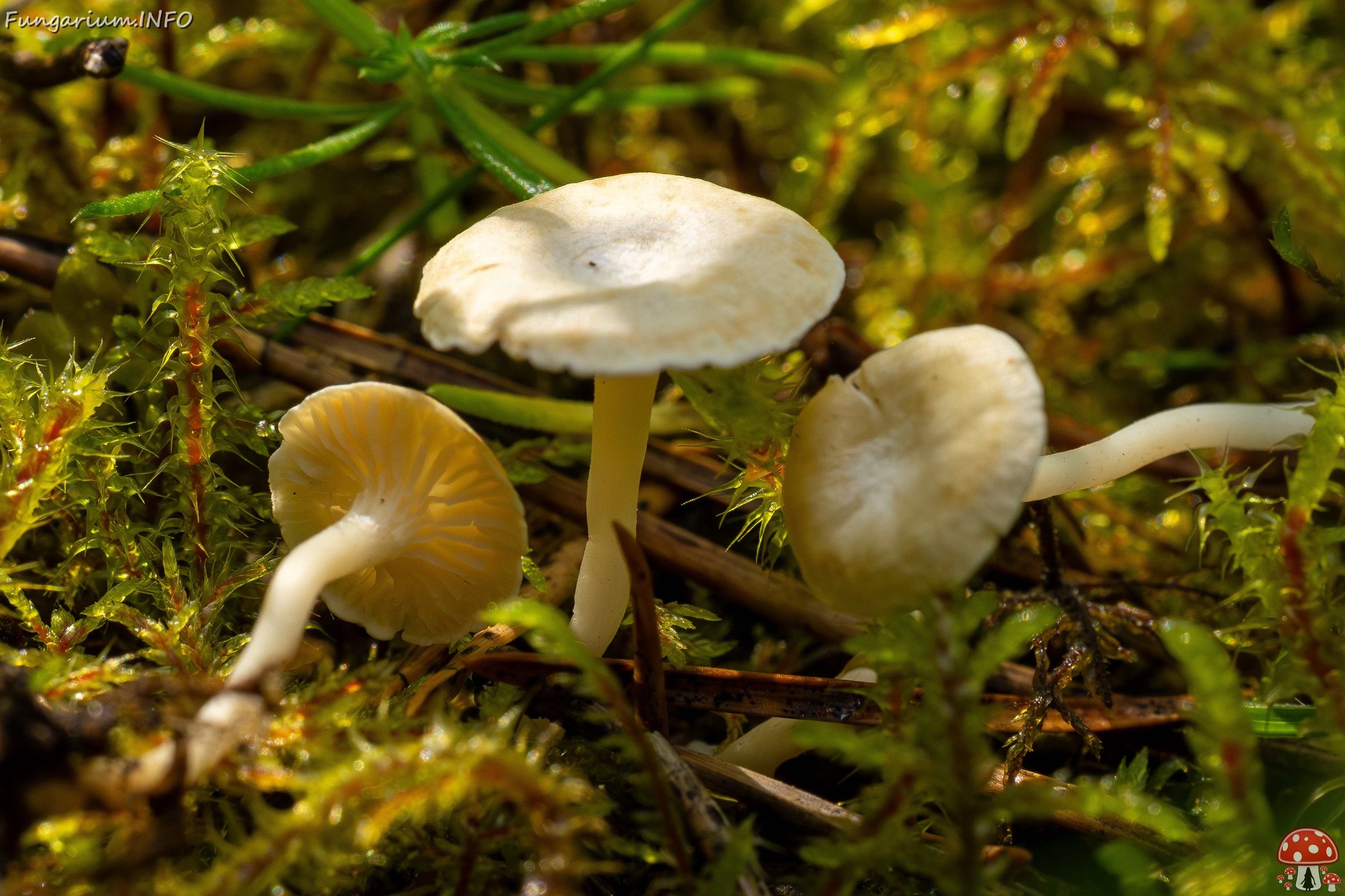 Cantharellopsis prescotii _2025-08-09_1-4 