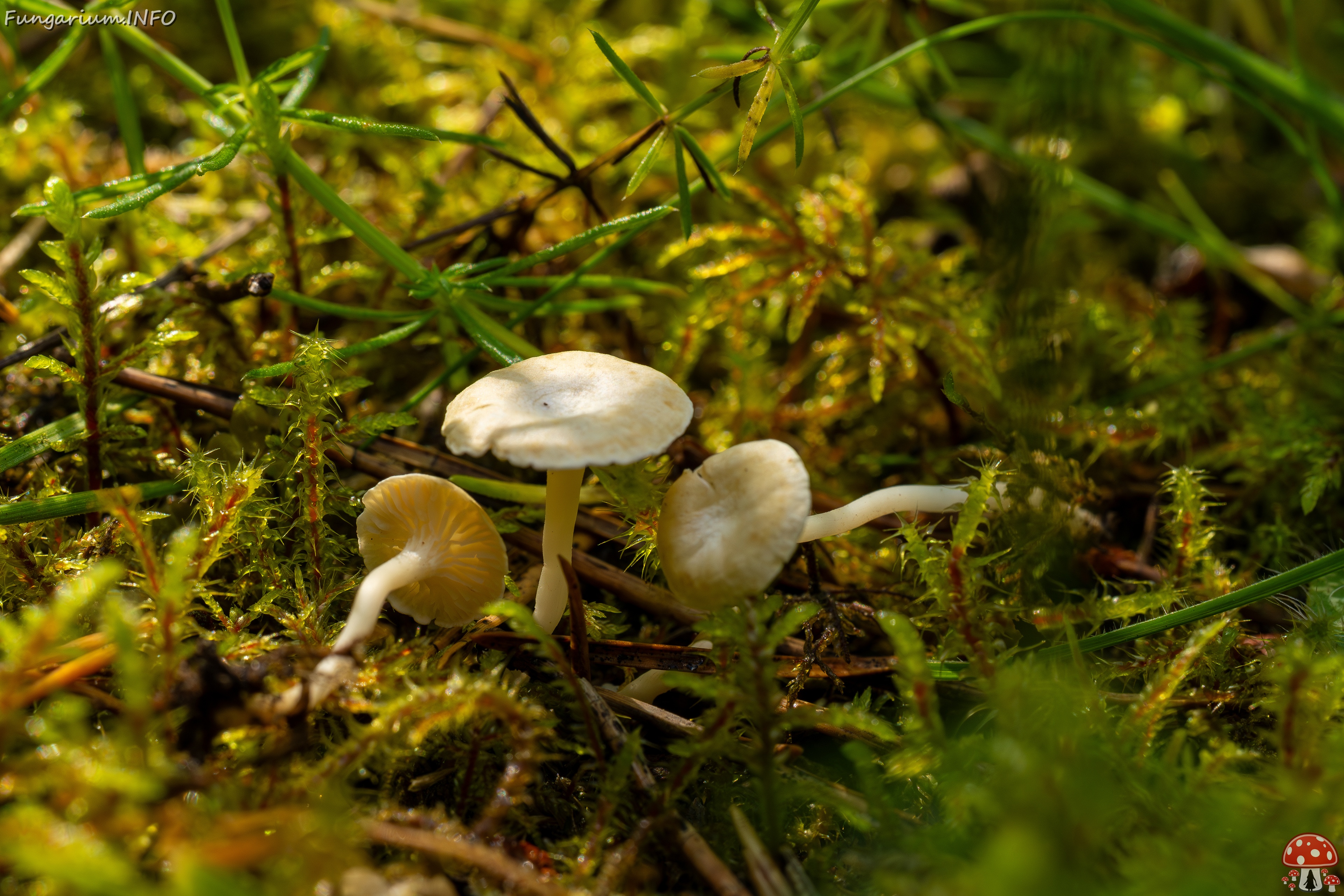 Cantharellopsis prescotii _2025-08-09_1-5 
