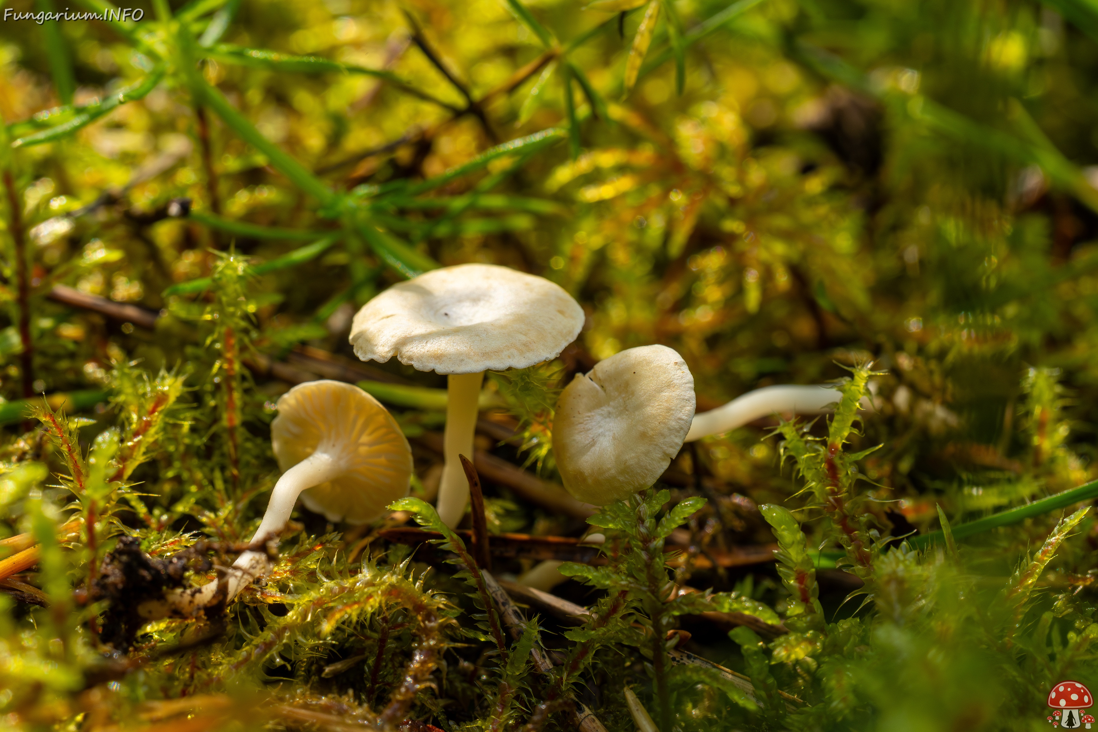 Cantharellopsis prescotii _2025-08-09_1-6 