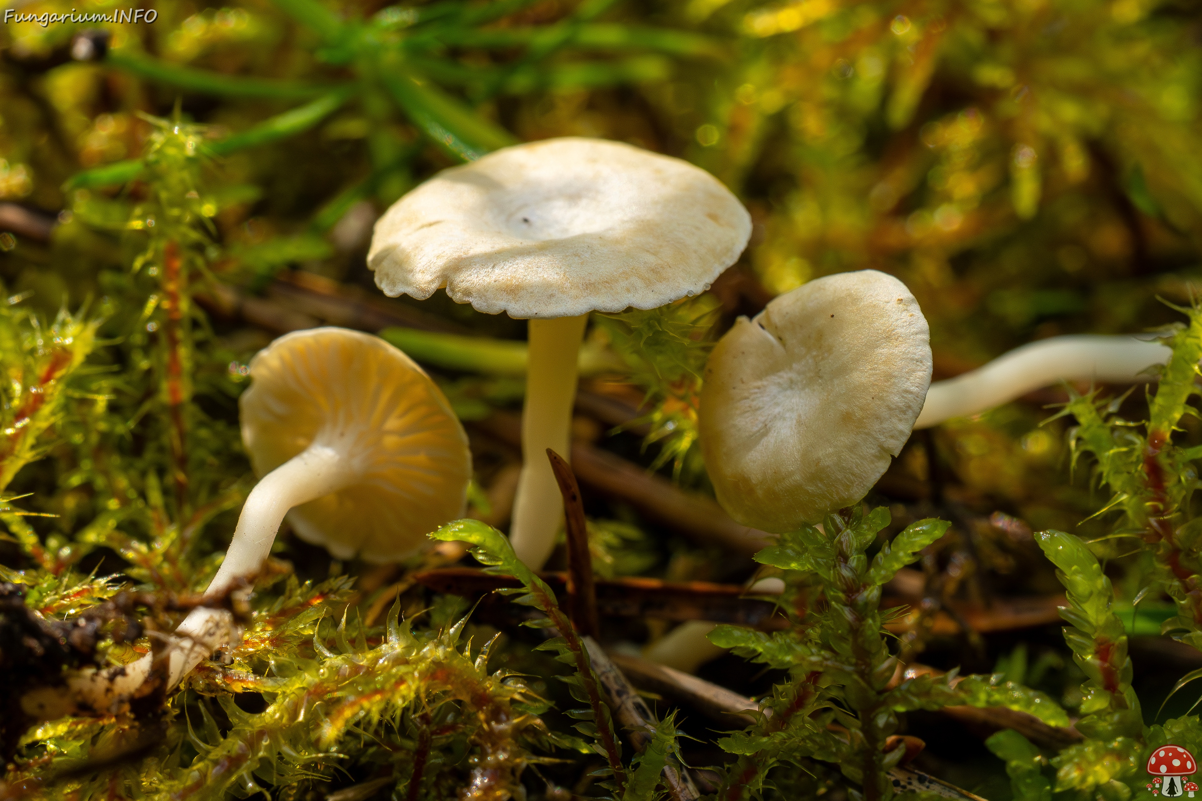 Cantharellopsis prescotii _2025-08-09_1-7 