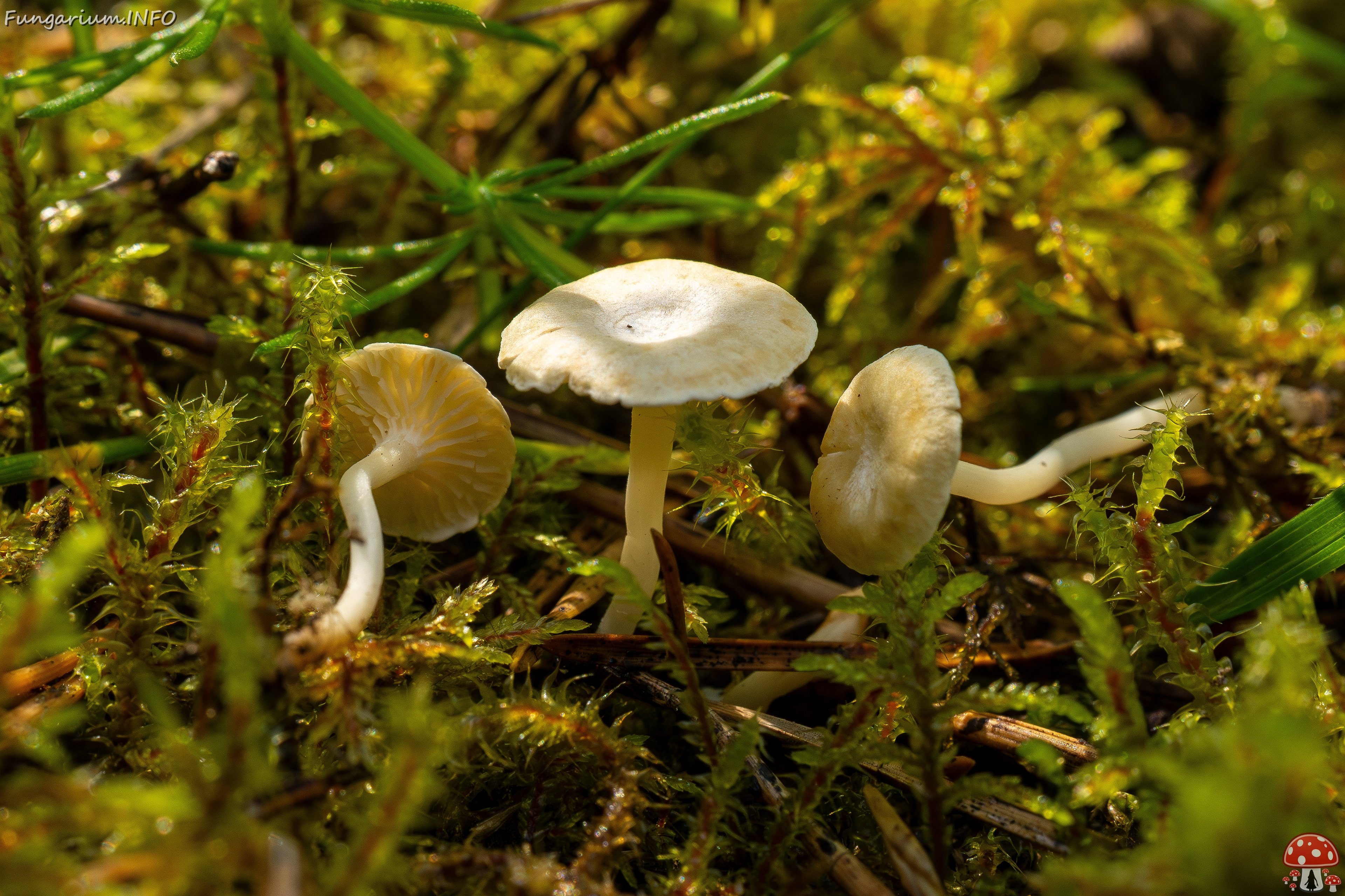 Cantharellopsis prescotii _2025-08-09_1-8 