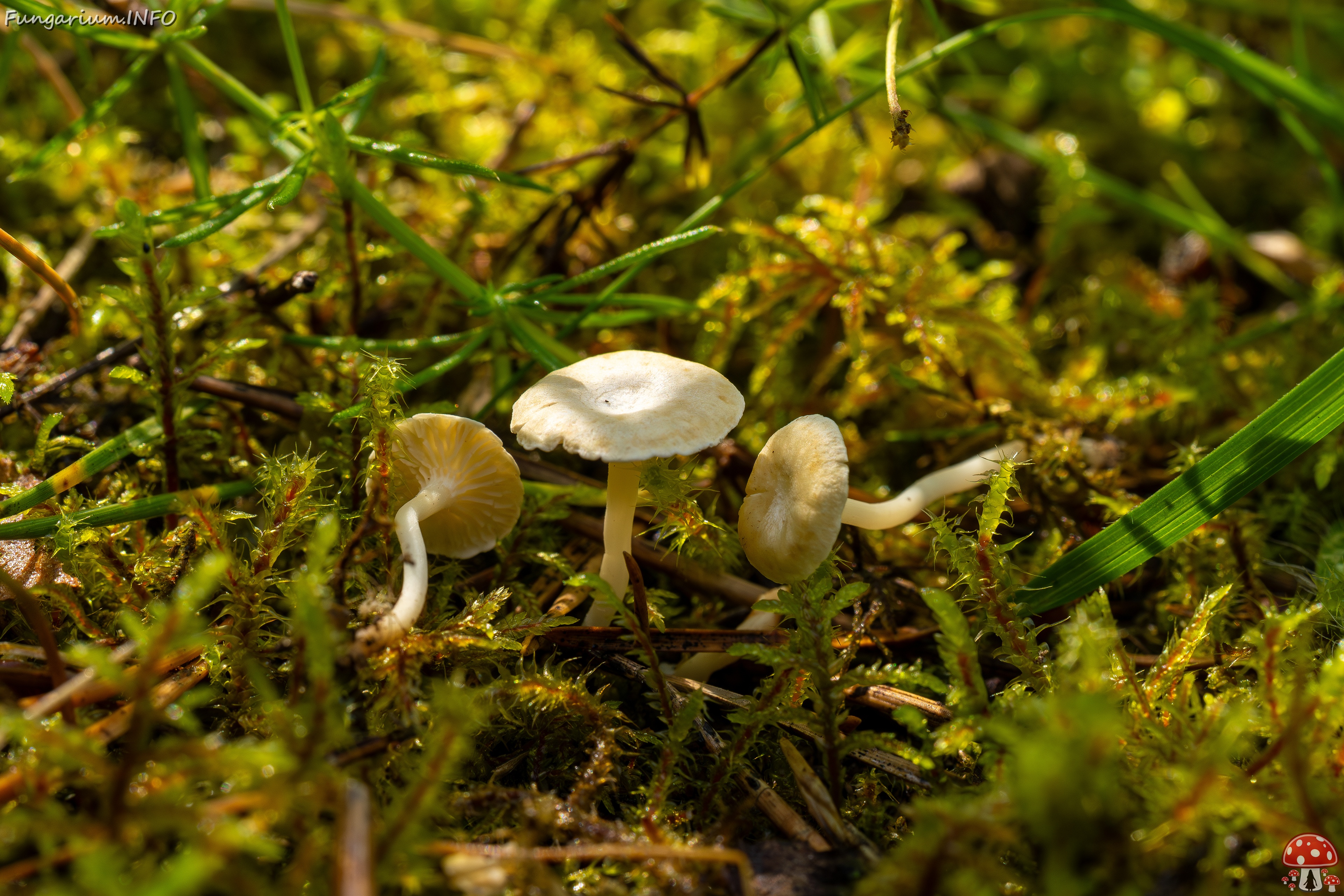 Cantharellopsis prescotii _2025-08-09_1-9 