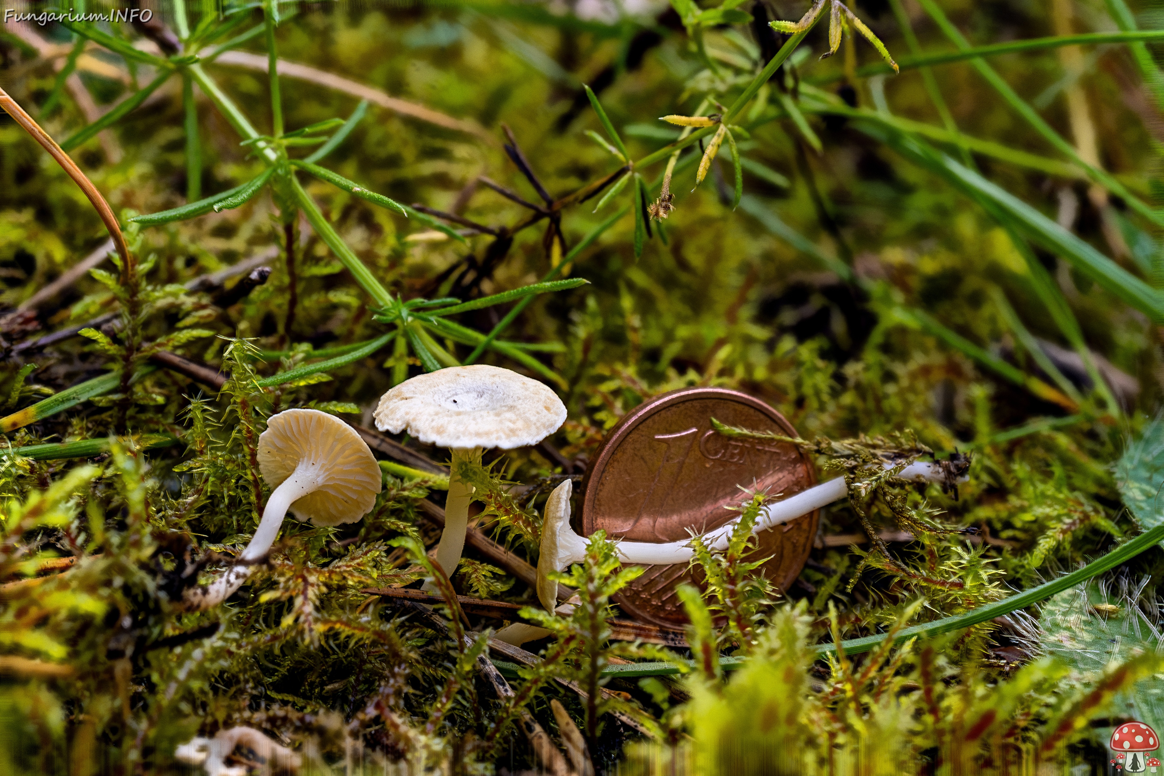 Cantharellopsis prescotii _2025-08-09_2-2 