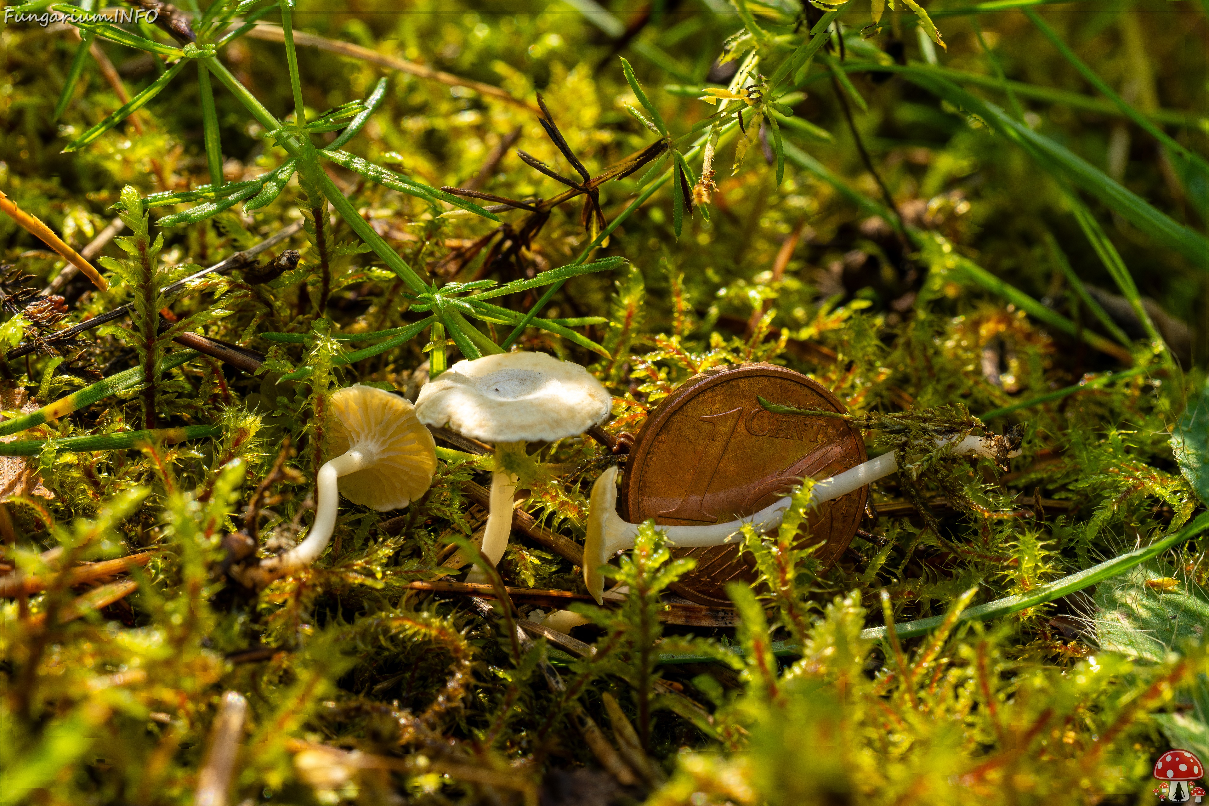 Cantharellopsis prescotii _2025-08-09_2-3 