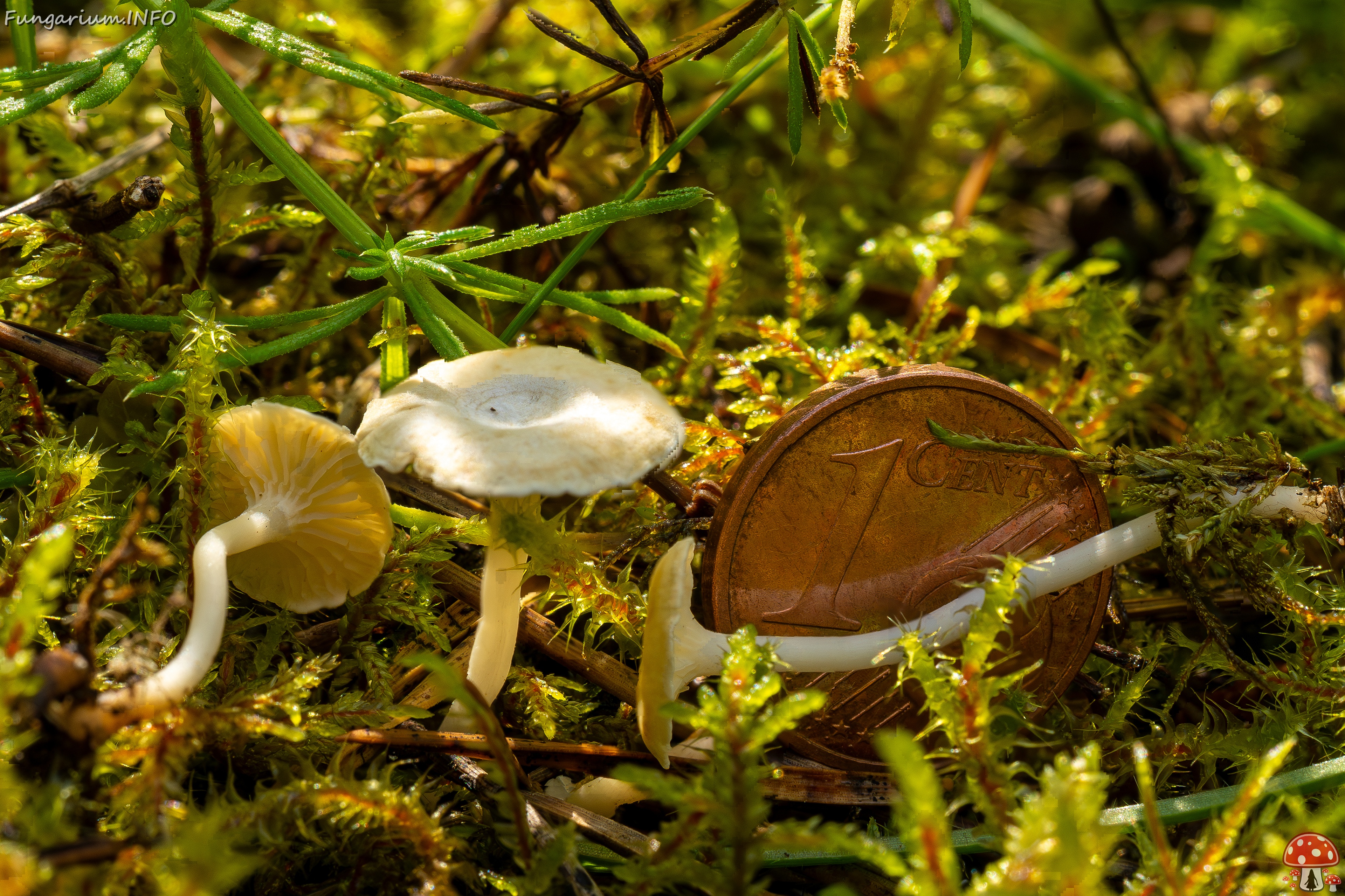 Cantharellopsis prescotii _2025-08-09_2-4 