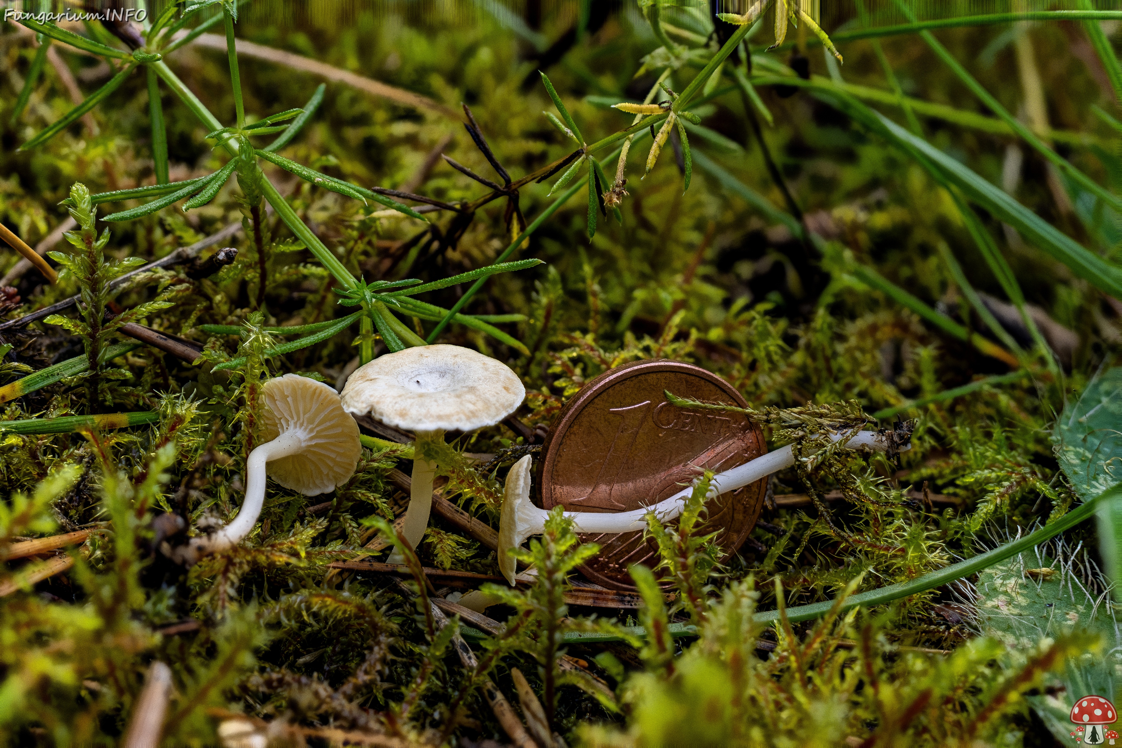 Cantharellopsis prescotii _2025-08-09_2-5 