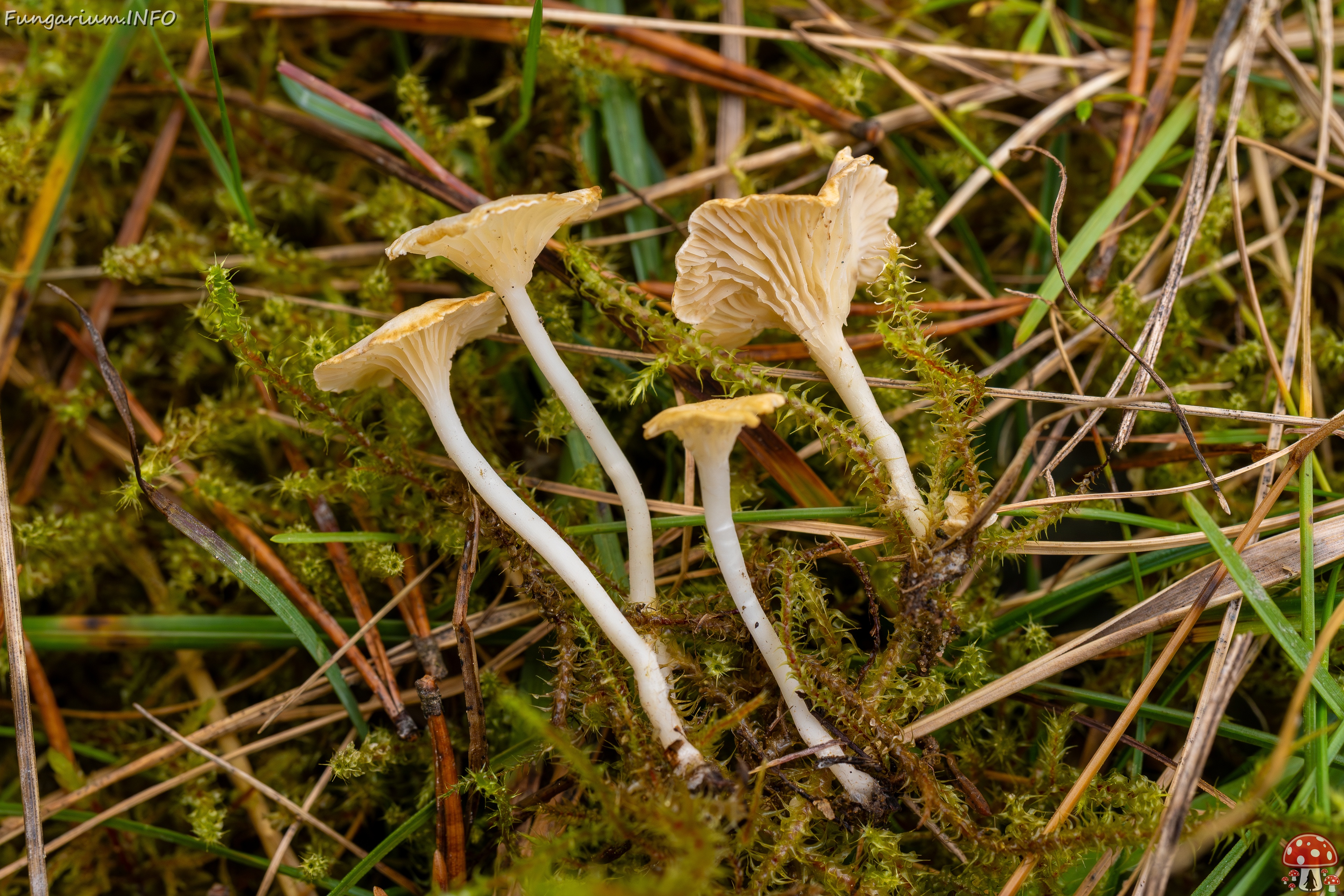Cantharellopsis prescotii _2025-09-28_1-10 