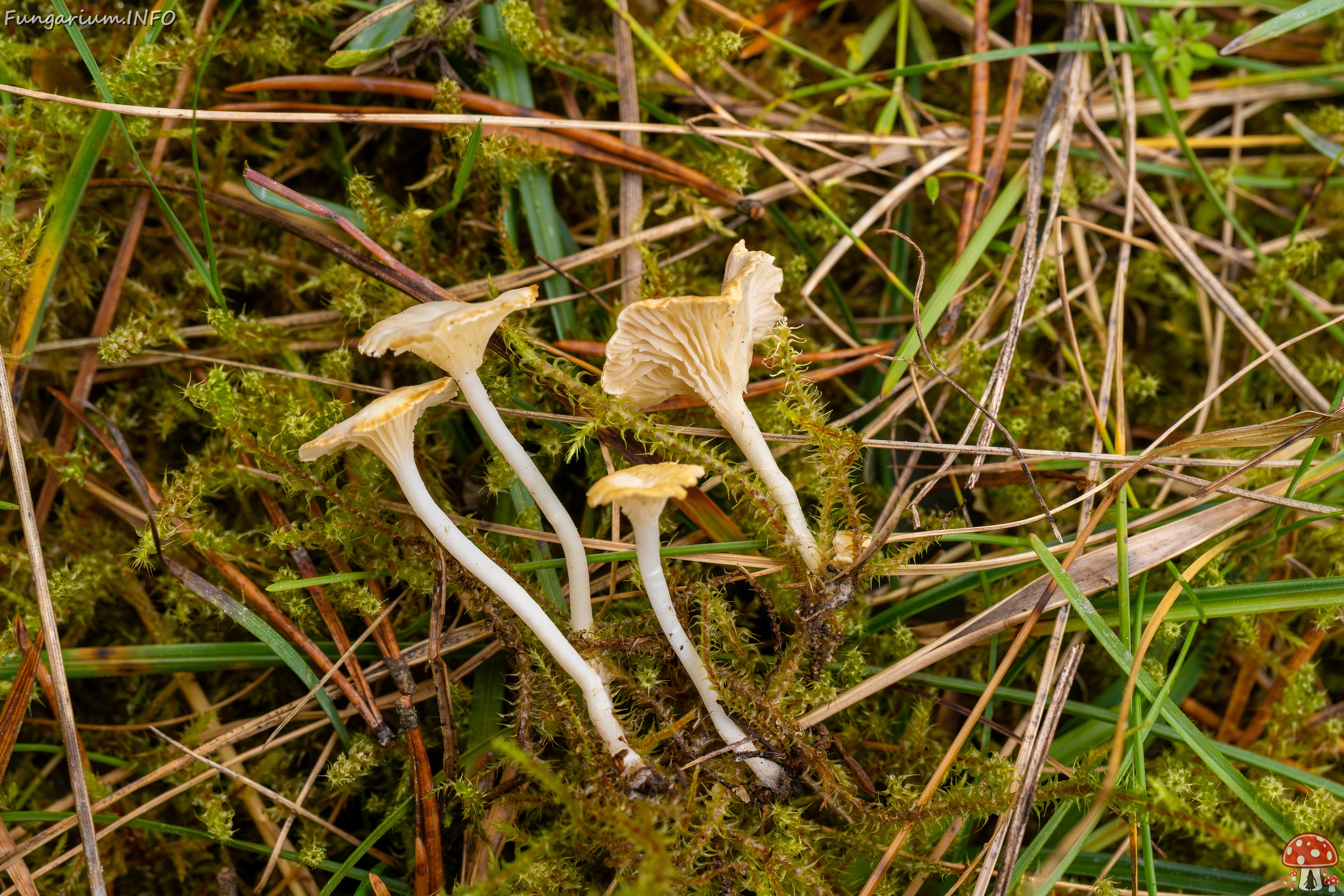 Cantharellopsis prescotii _2025-09-28_1-12 