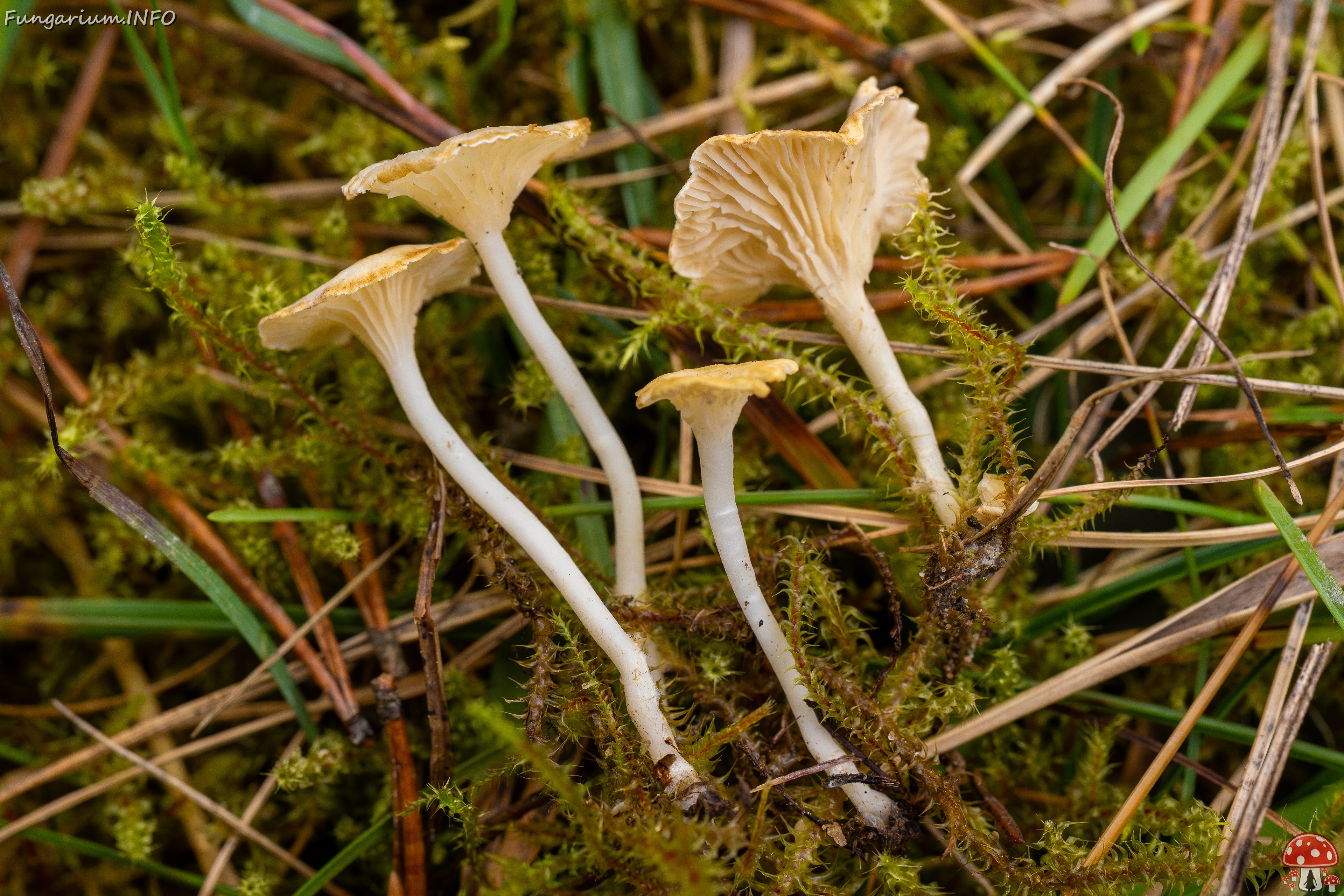 Cantharellopsis prescotii _2025-09-28_1-13 