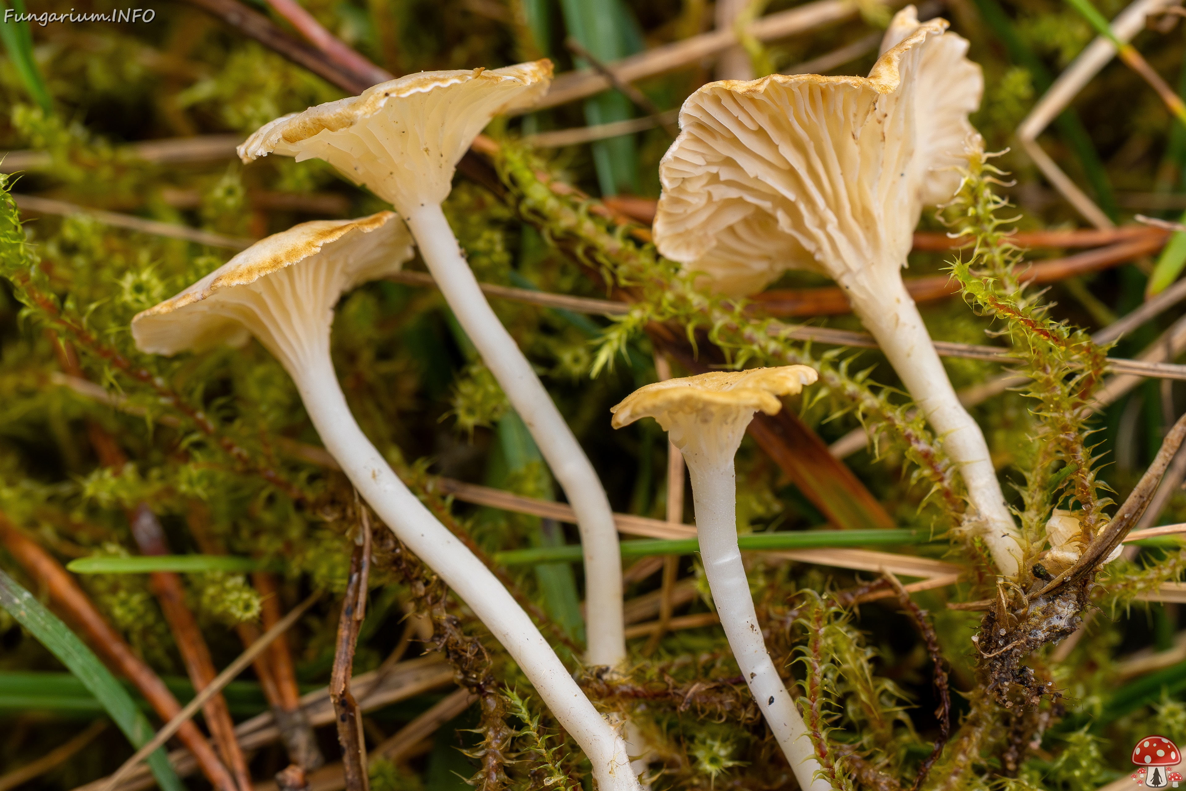 Cantharellopsis prescotii _2025-09-28_1-14 