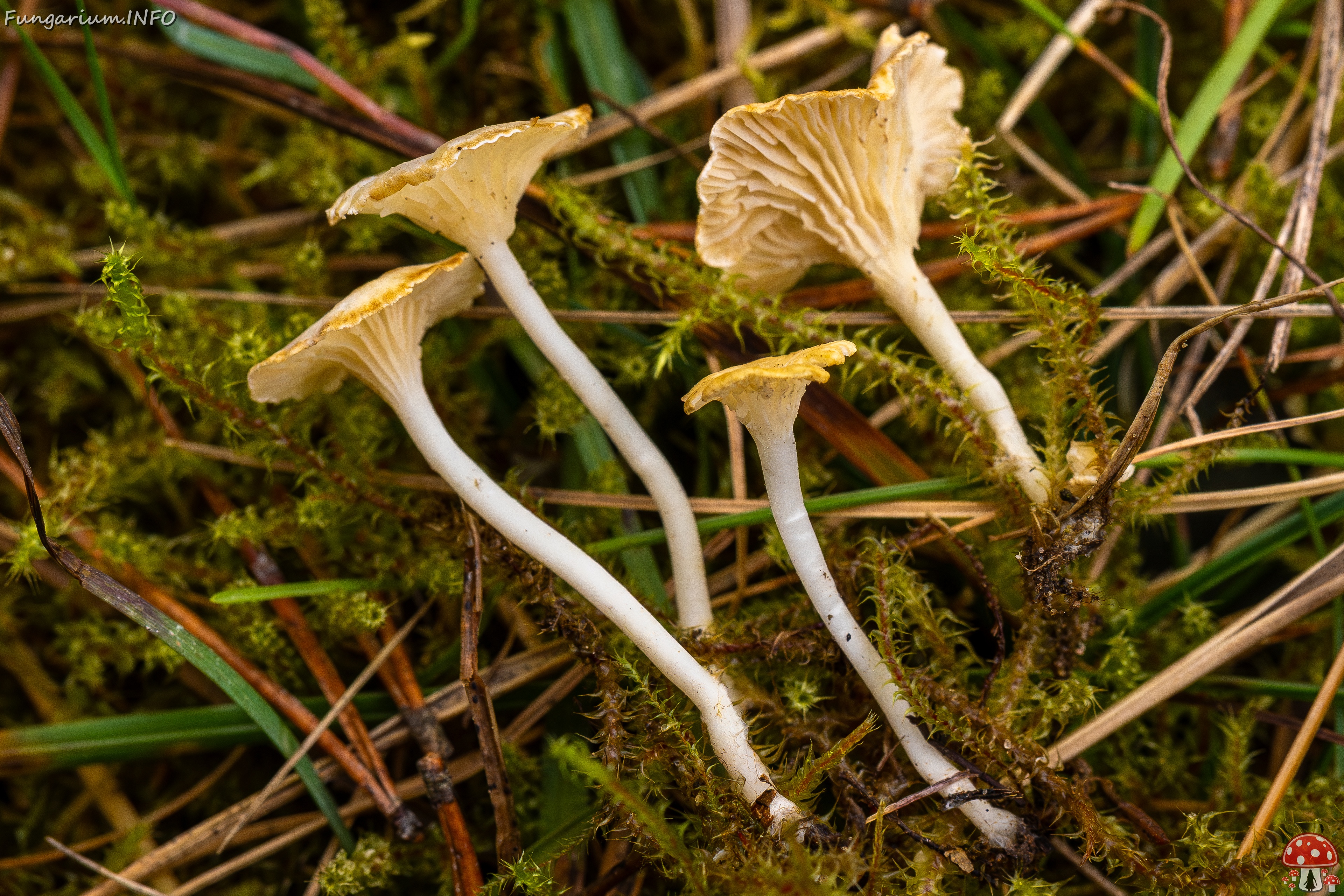 Cantharellopsis prescotii _2025-09-28_1-9 