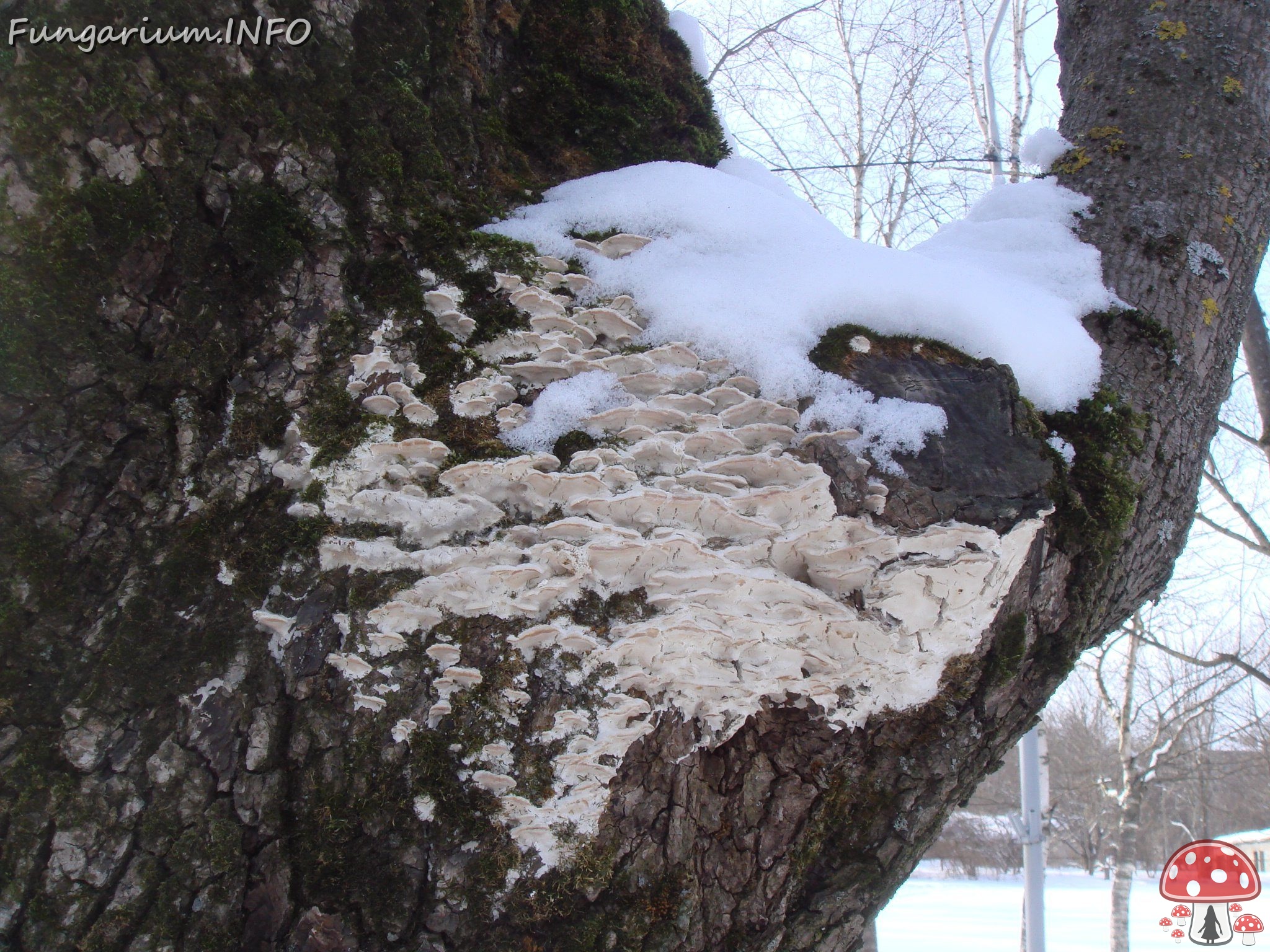 fungi-0003807 