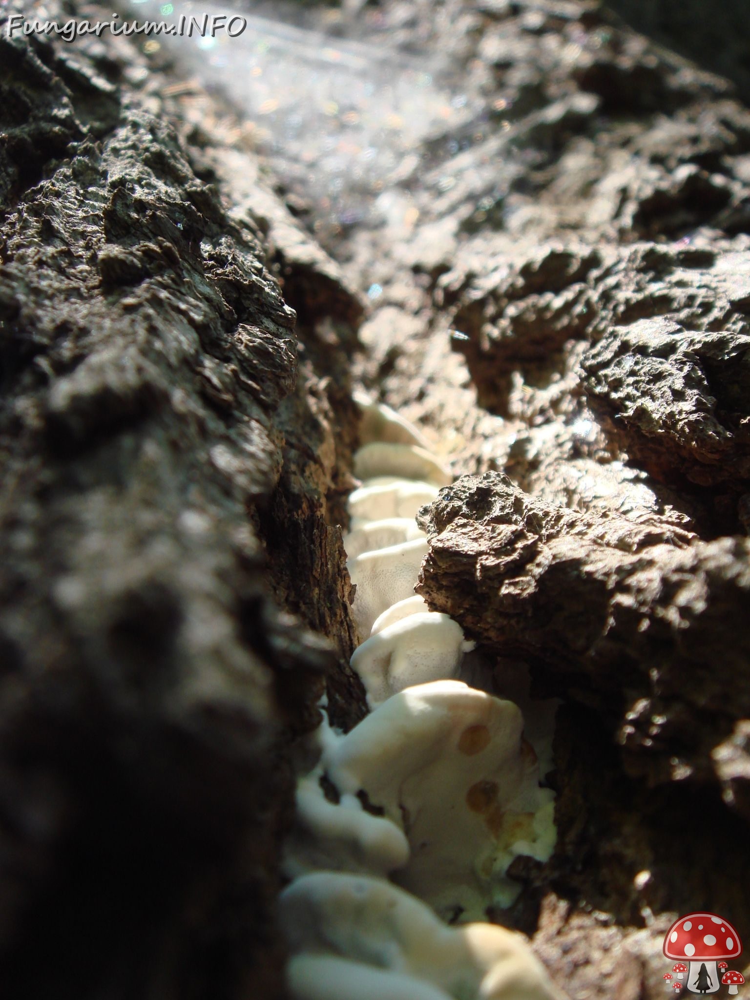 fungi-0004510 