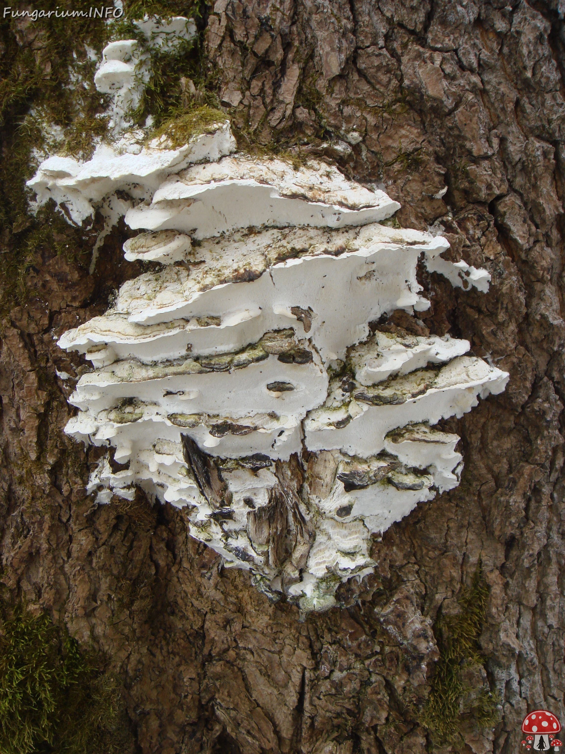 fungi-0004821 