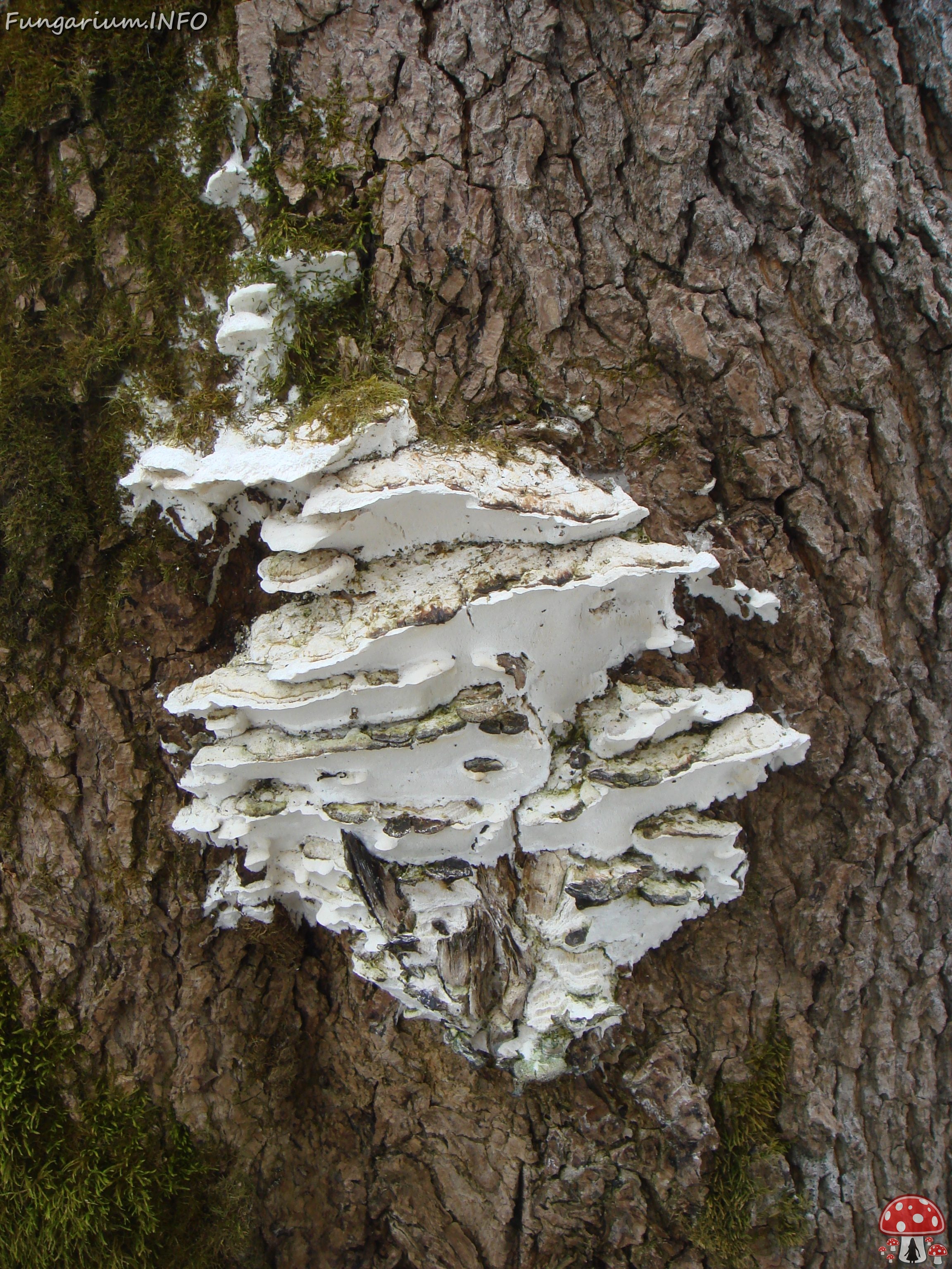 fungi-0004822 