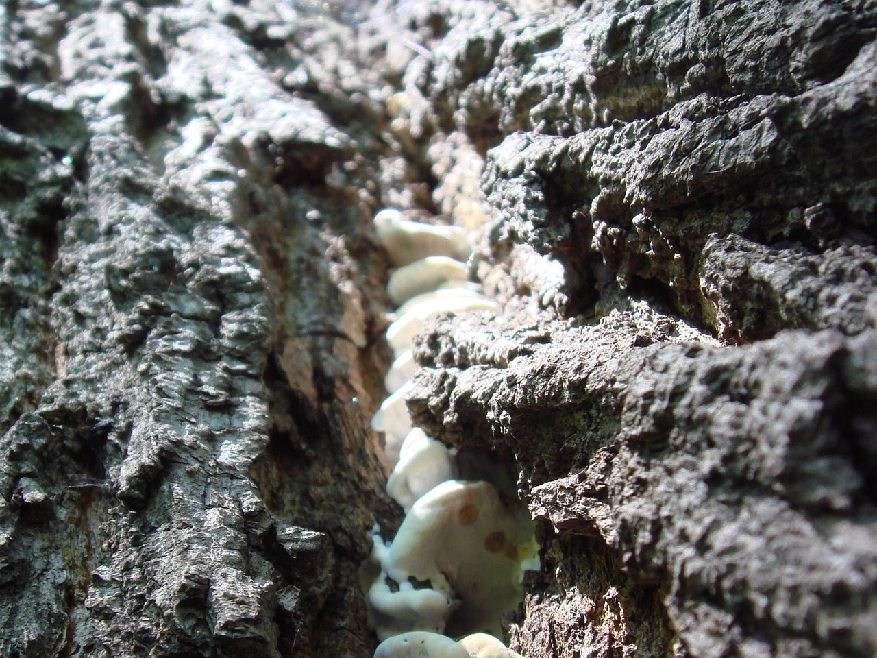 fungi-0004507