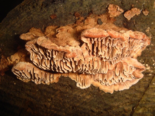 Gloeophyllum sepiarium - Глеофиллум заборный - Rusty Gilled Polypore - Rostblättriger Zaunblättling