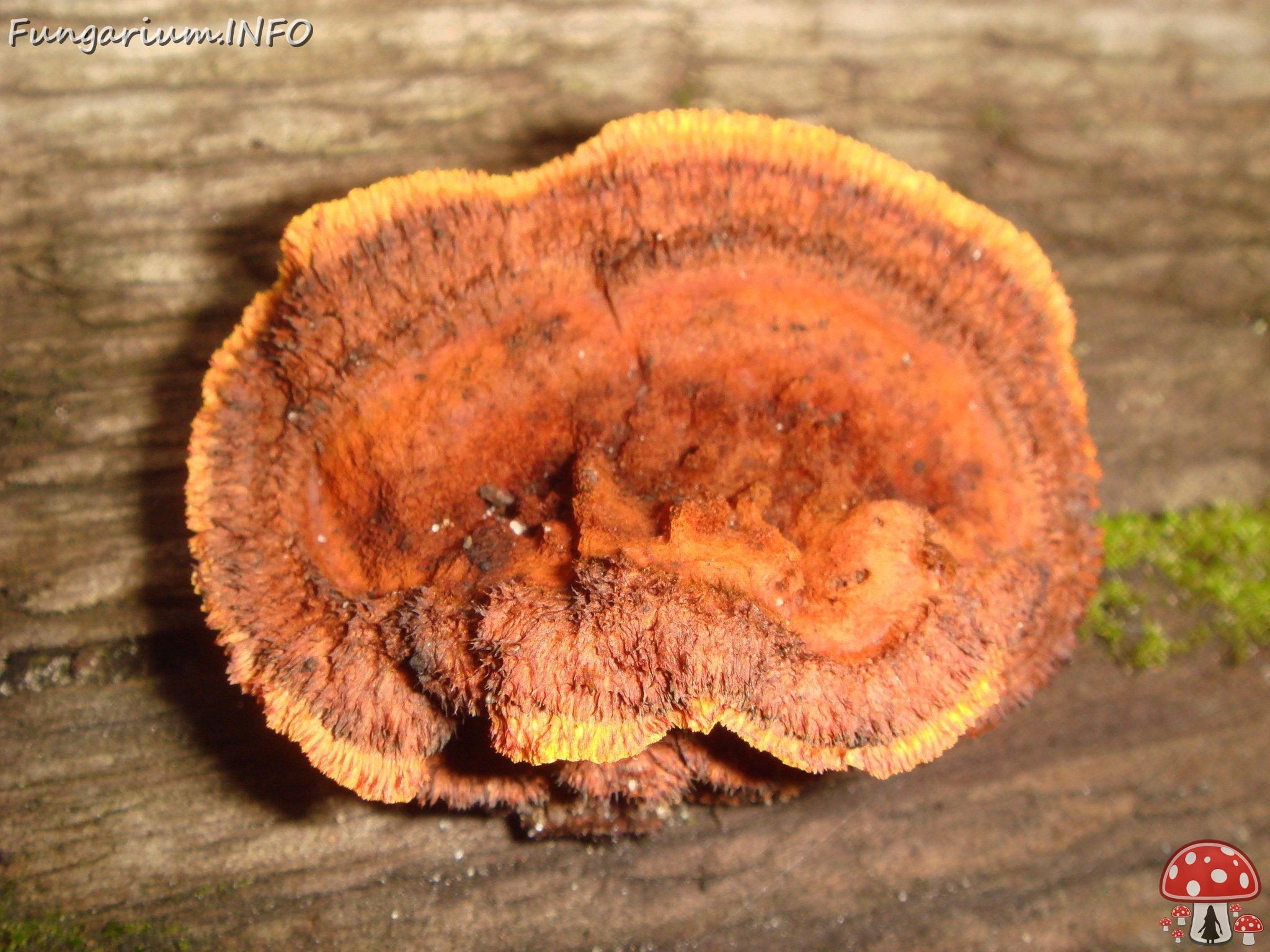 fungi-0002360 