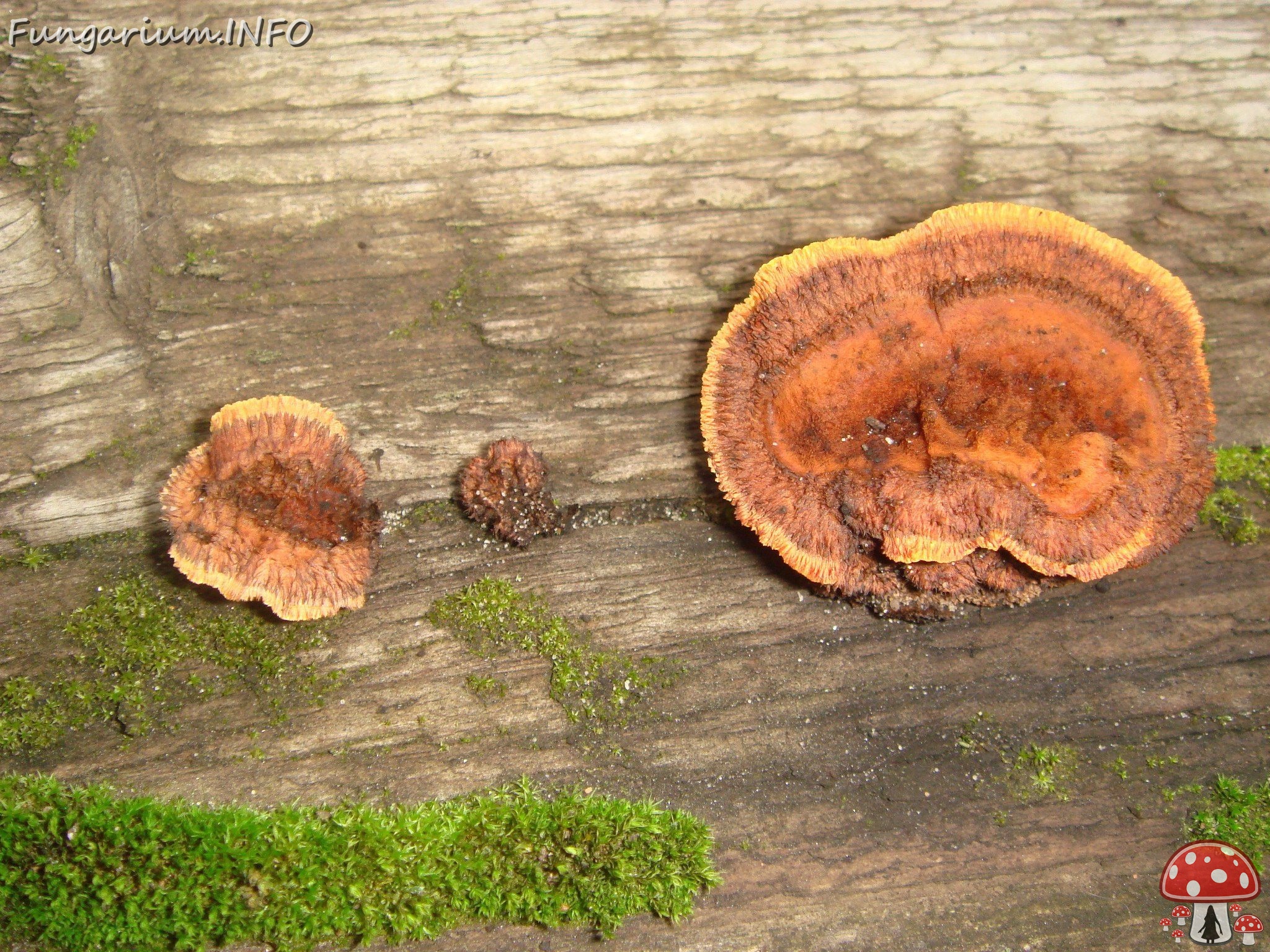 fungi-0002361 