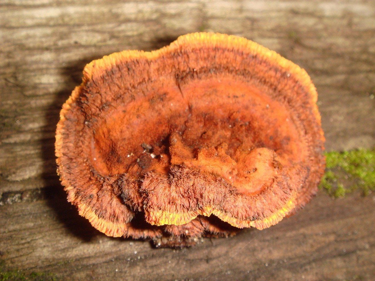 fungi-0002360