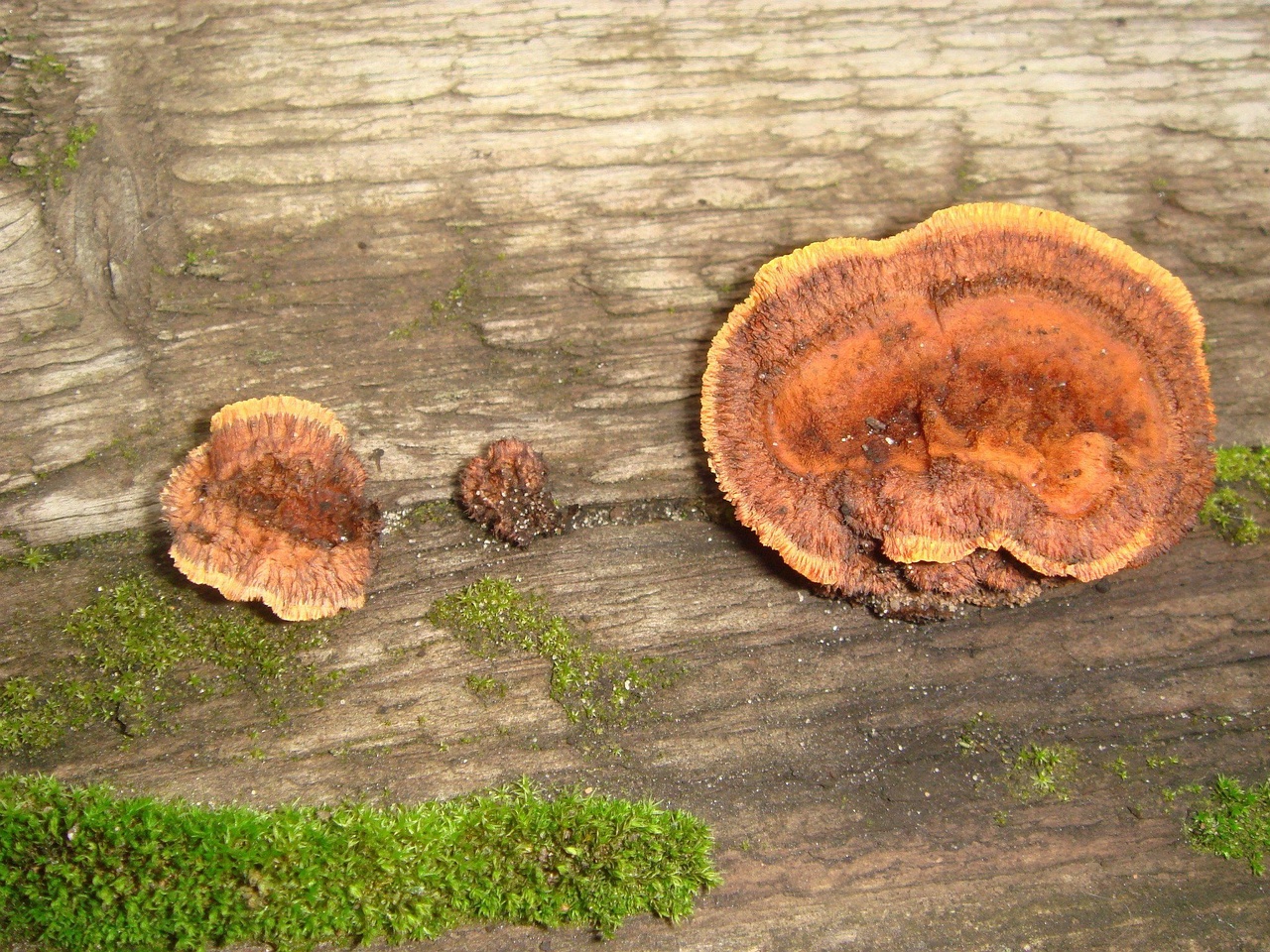 fungi-0002361