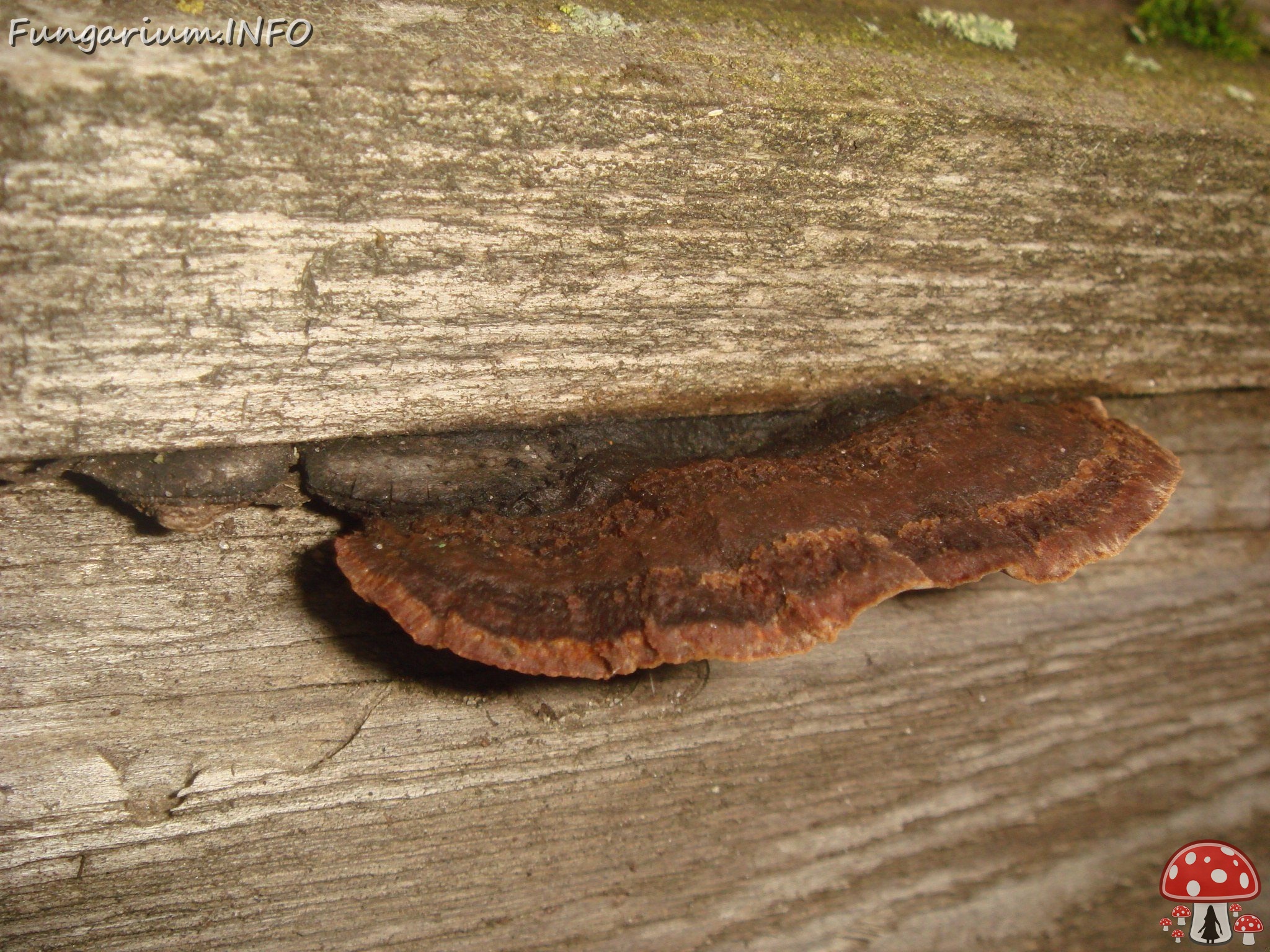 fungi-0002364 