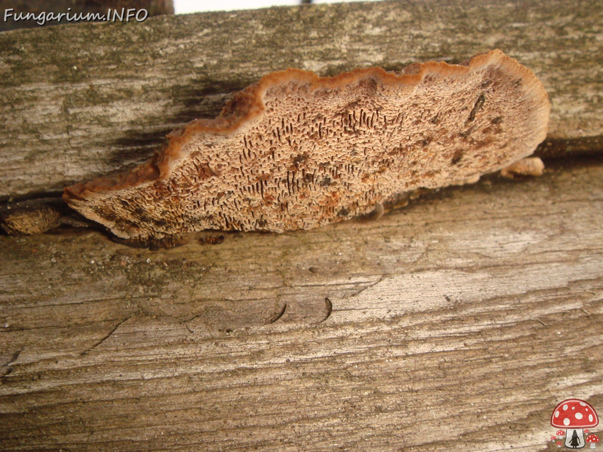 fungi-0002365 