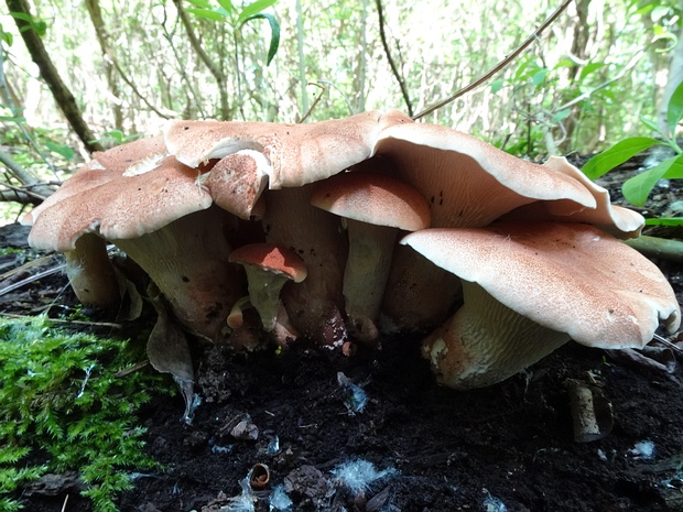 Neolentinus cyathiformis - Пилолистник бокаловидный - Goblet-shaped Neolentinus - Kelchförmiger Neolentinus