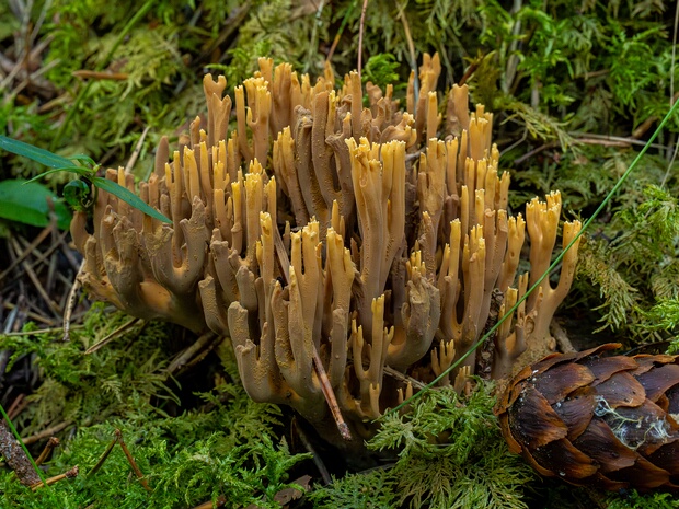 Рамария глинисто-жёлтая - Ramaria testaceoflava
