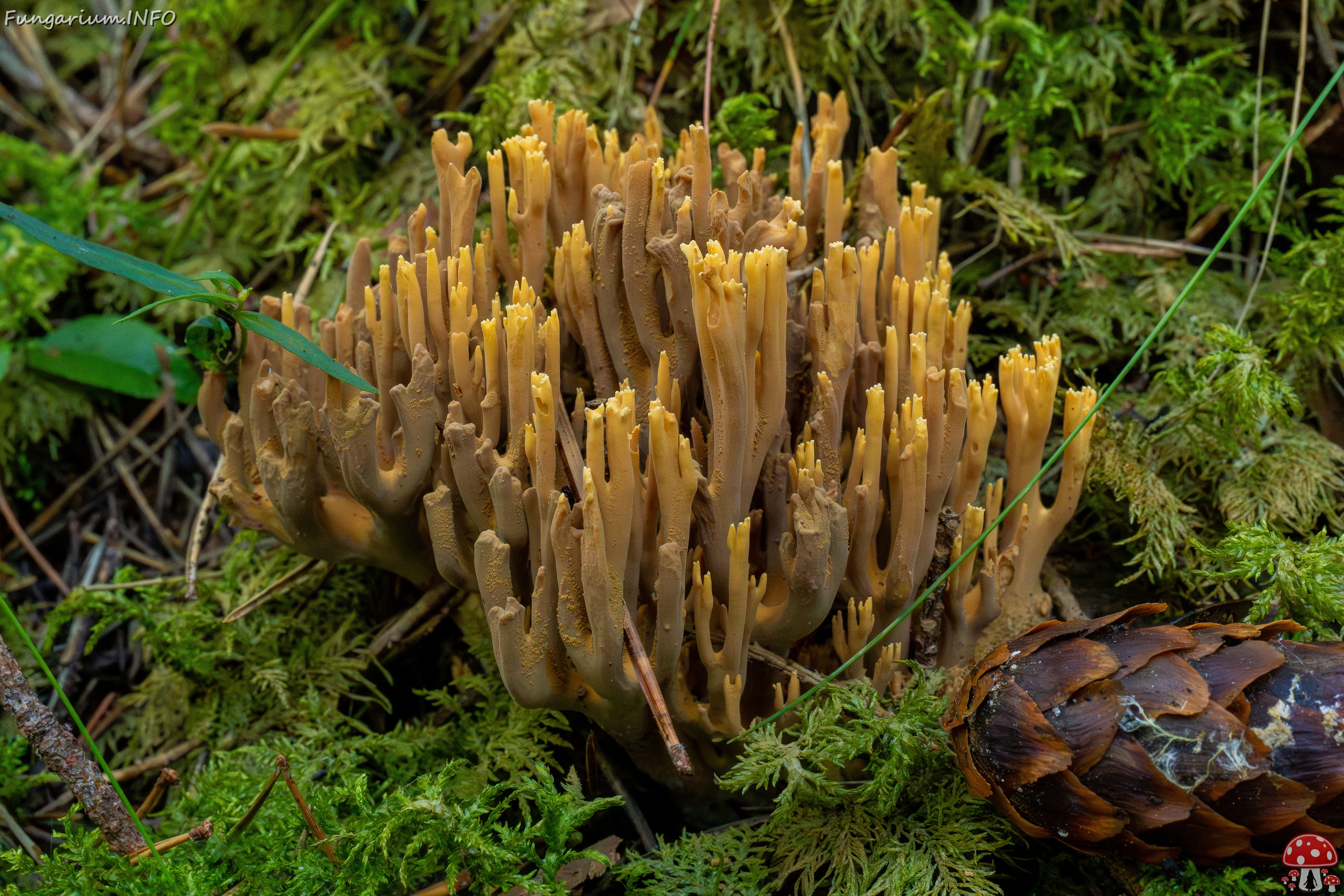 !ramaria-testaceoflava_1-8 