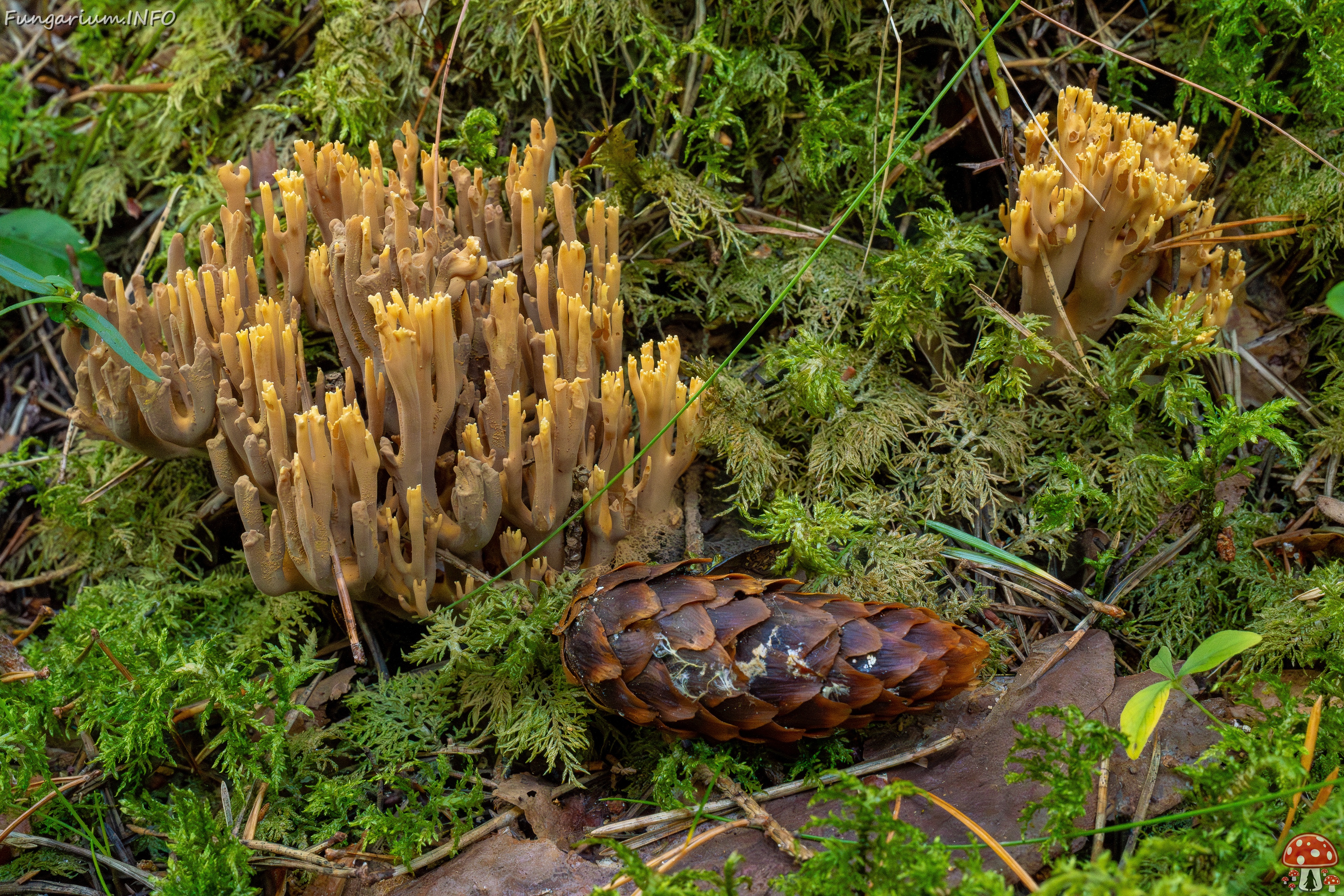 ramaria-testaceoflava_1-2 
