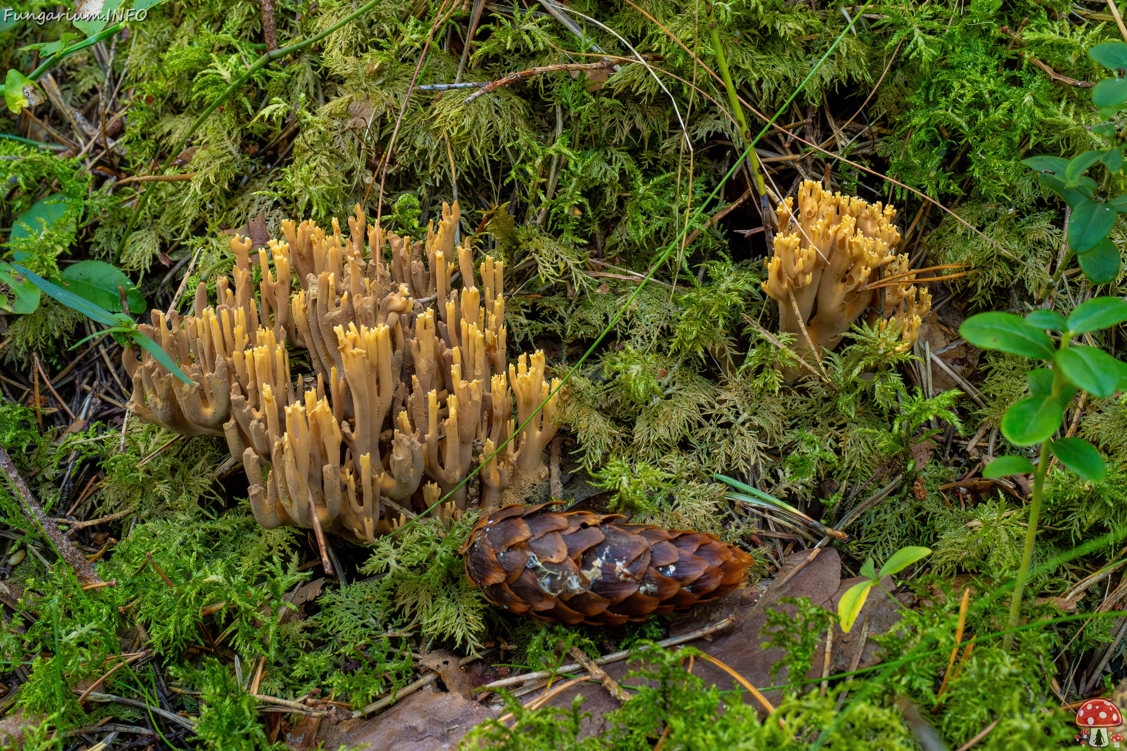 ramaria-testaceoflava_1-3 