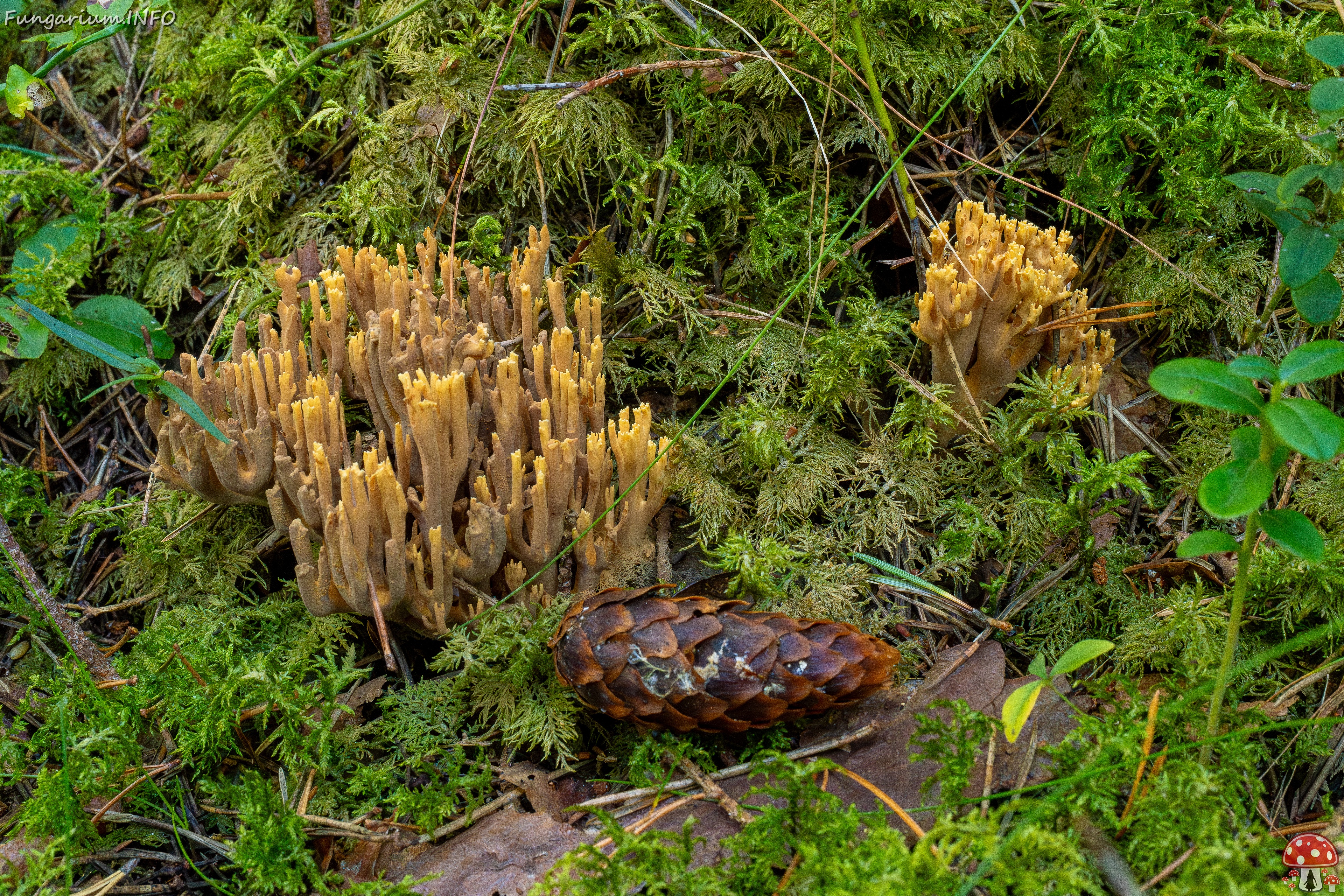 ramaria-testaceoflava_1-4 