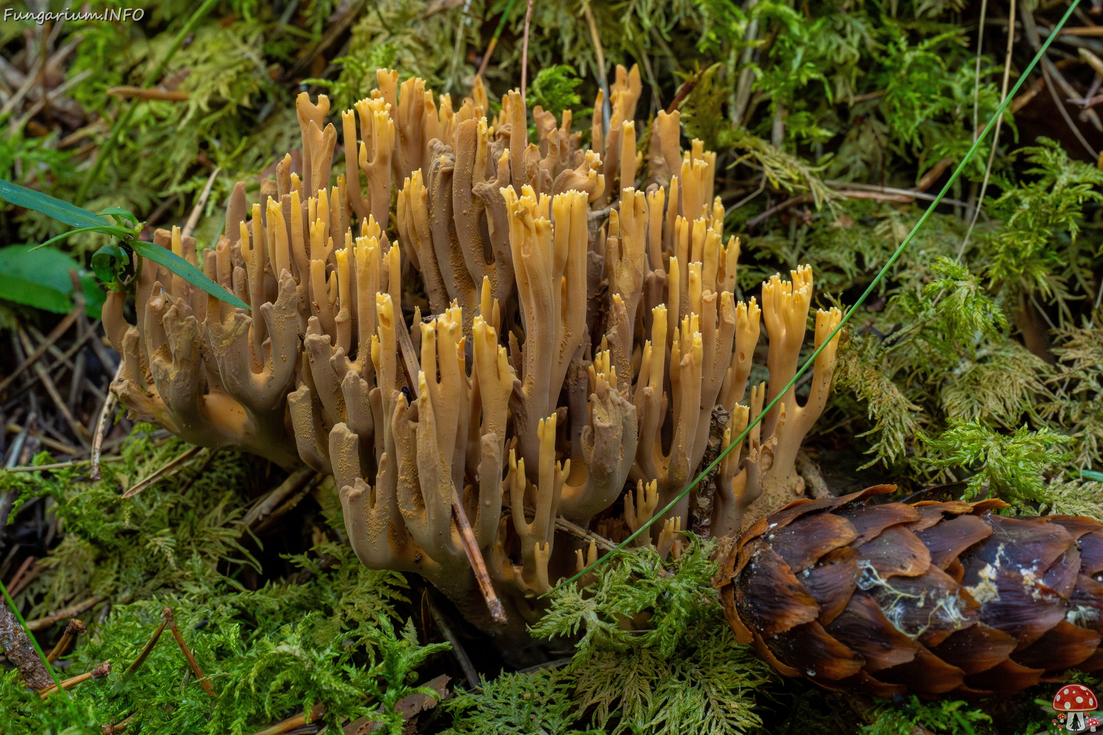 ramaria-testaceoflava_1-6 