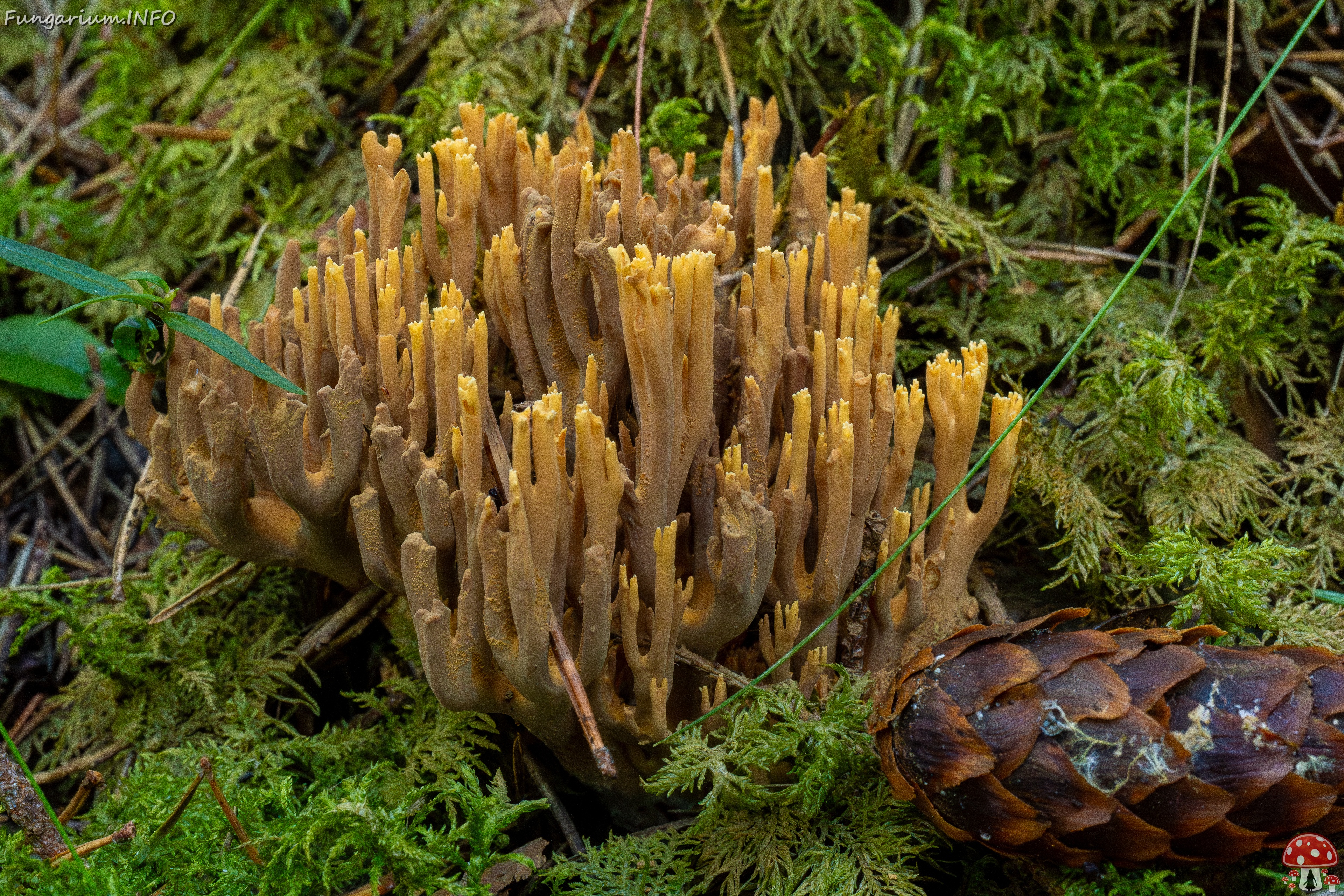 ramaria-testaceoflava_1-7 