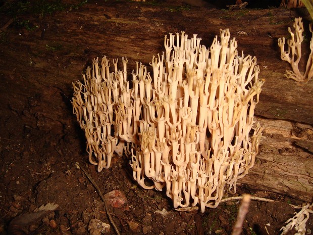 Рамария красивая - Ramaria formosa