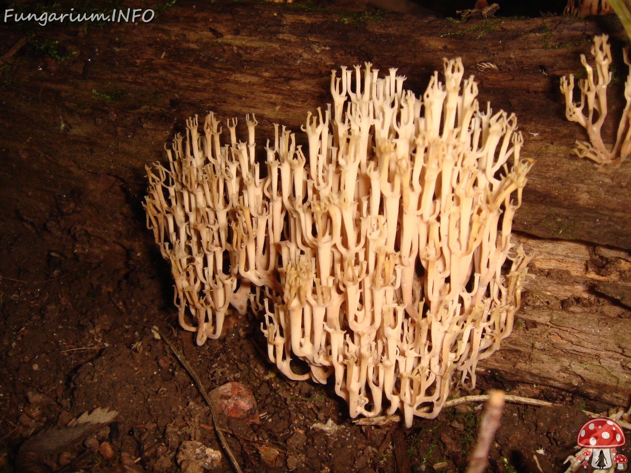 fungi-0004127 