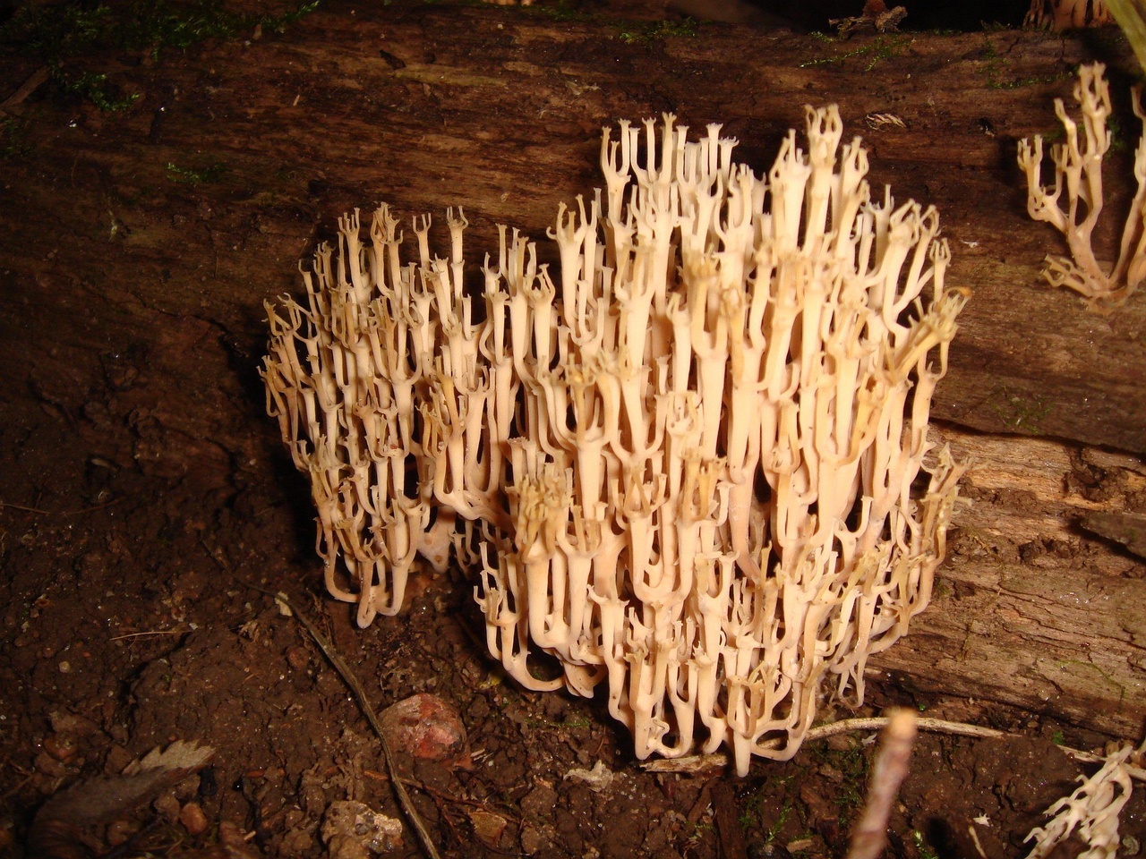 fungi-0004127