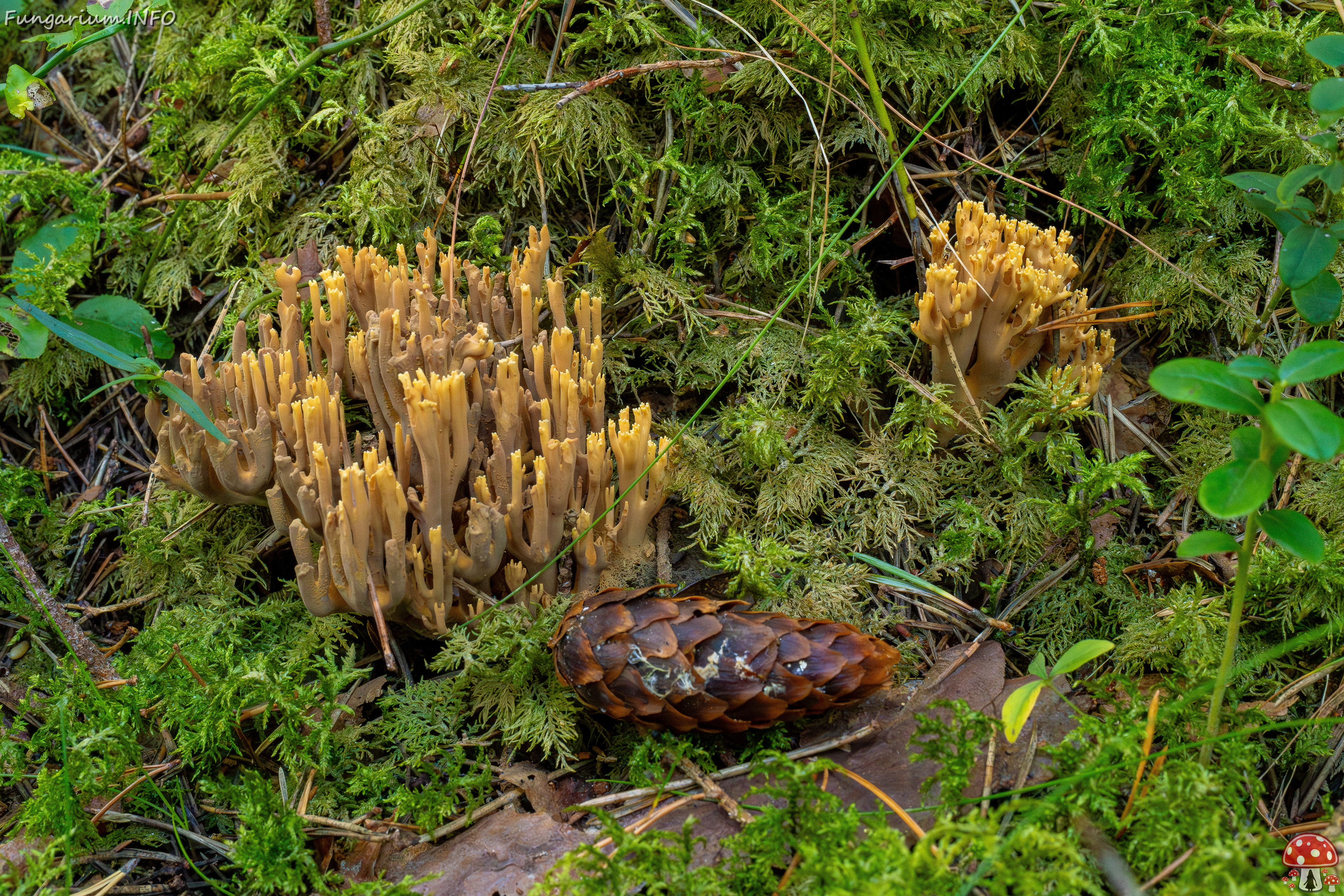 ramaria-eumorpha_1-4 