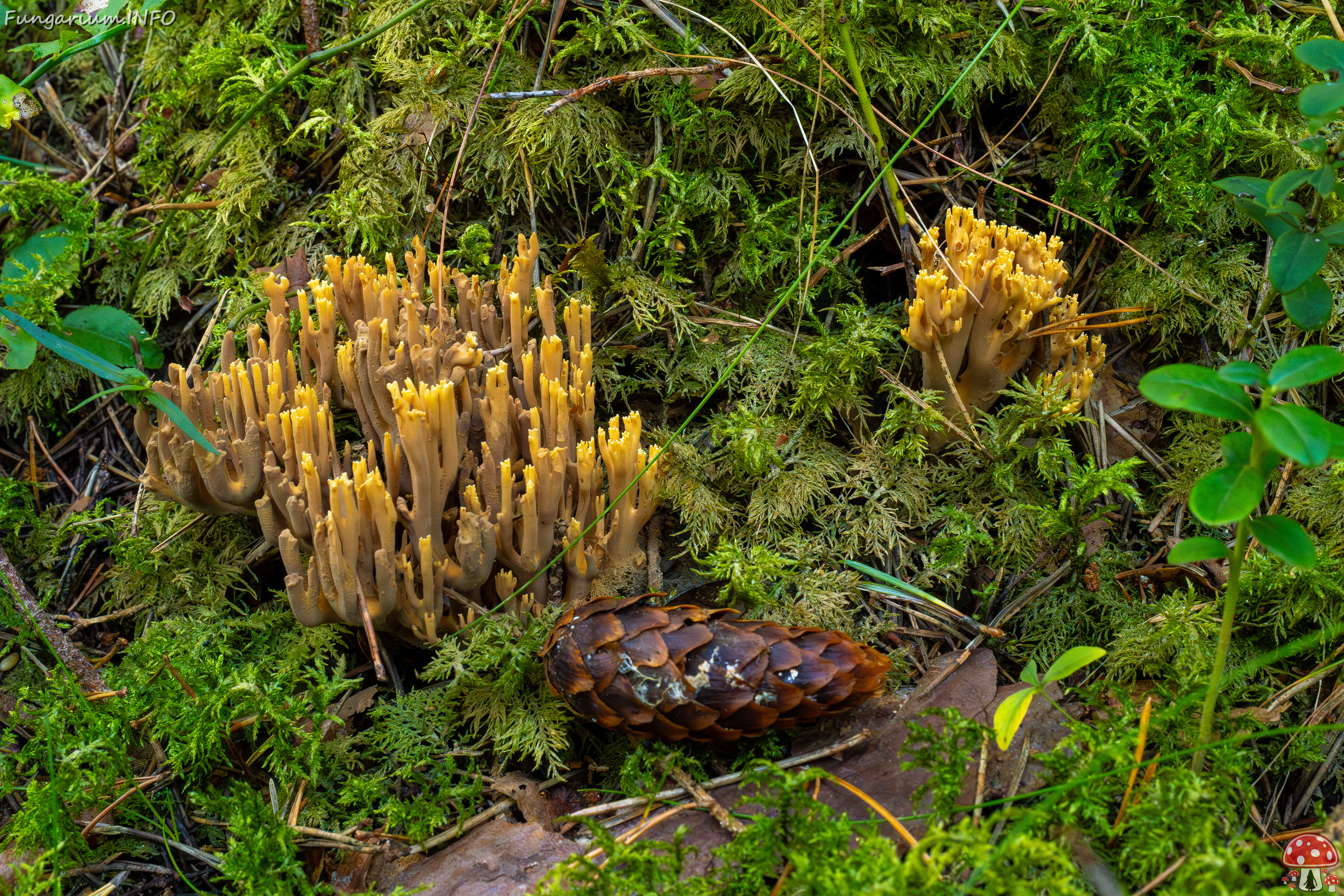 ramaria-eumorpha_1-5 