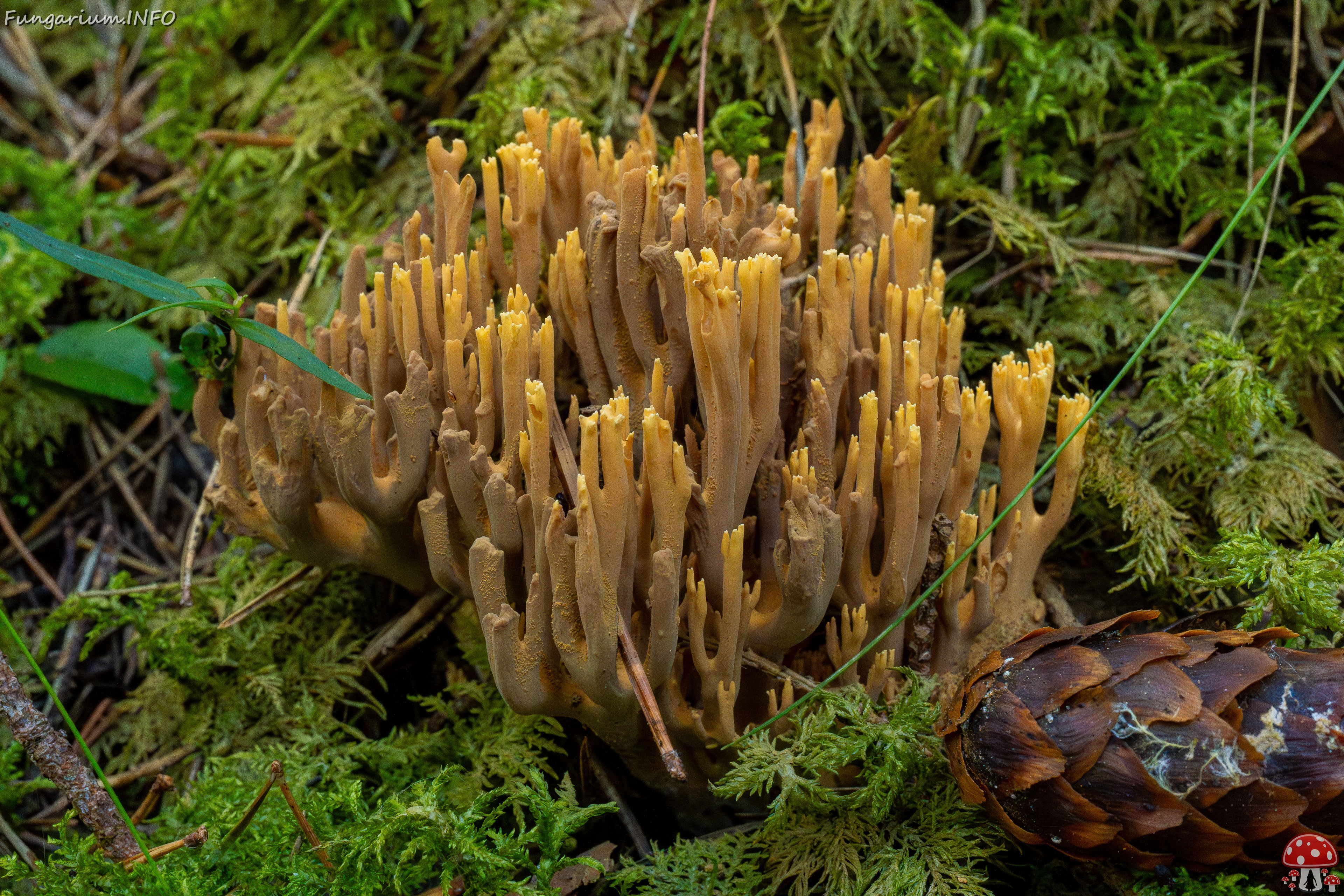 ramaria-eumorpha_1-9 