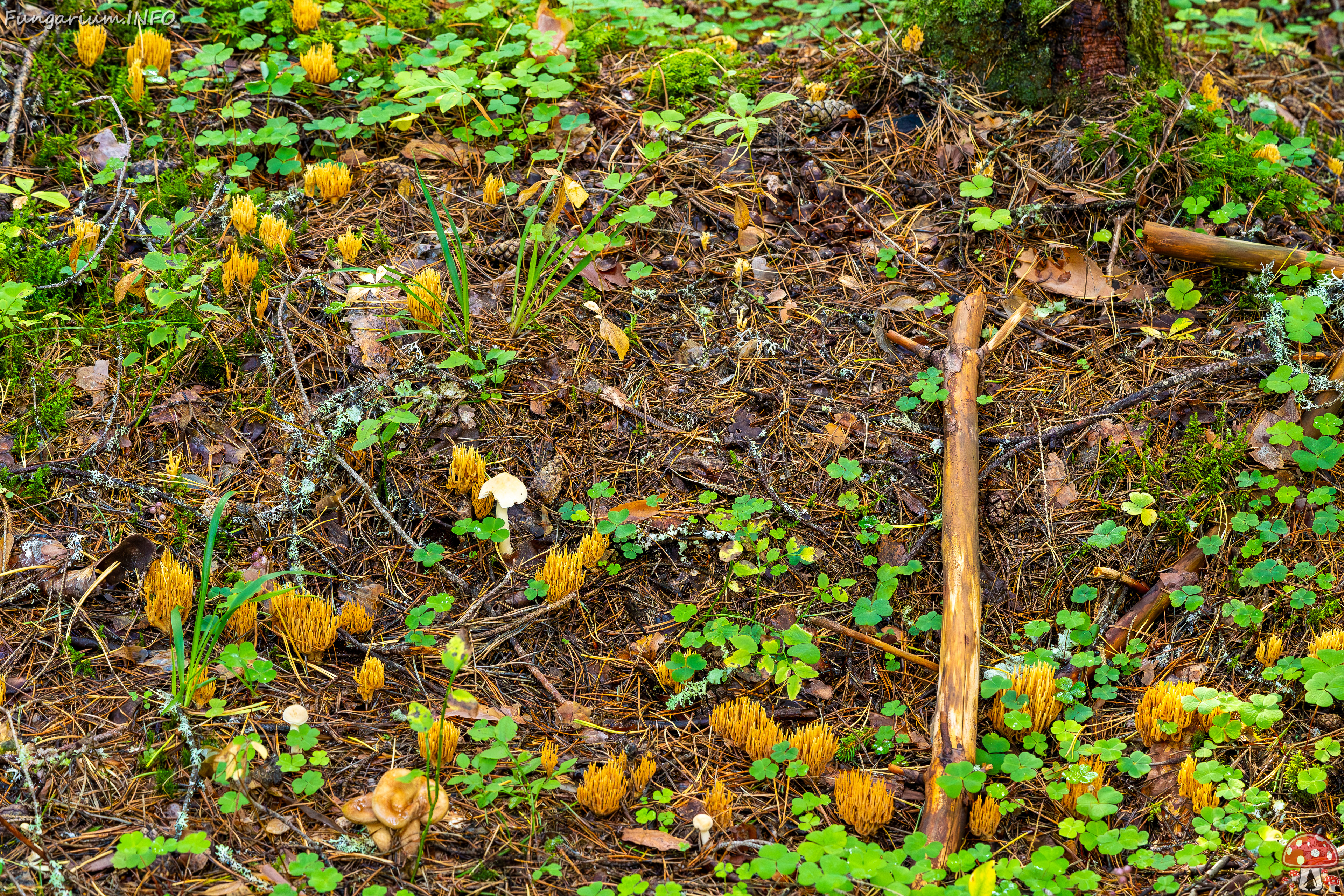 ramaria-eumorpha_2023-09-14_1-1 