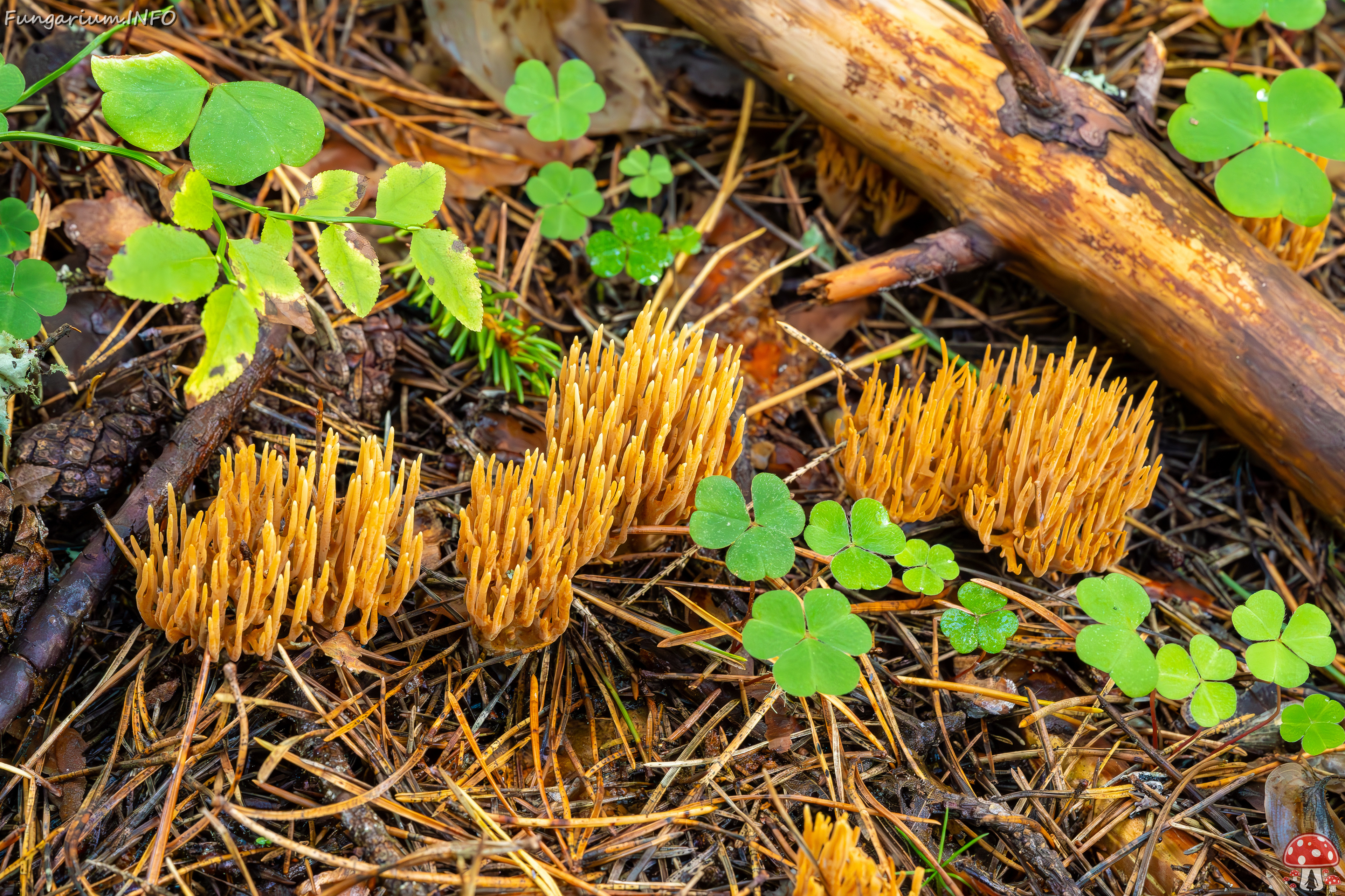 ramaria-eumorpha_2023-09-14_1-10 