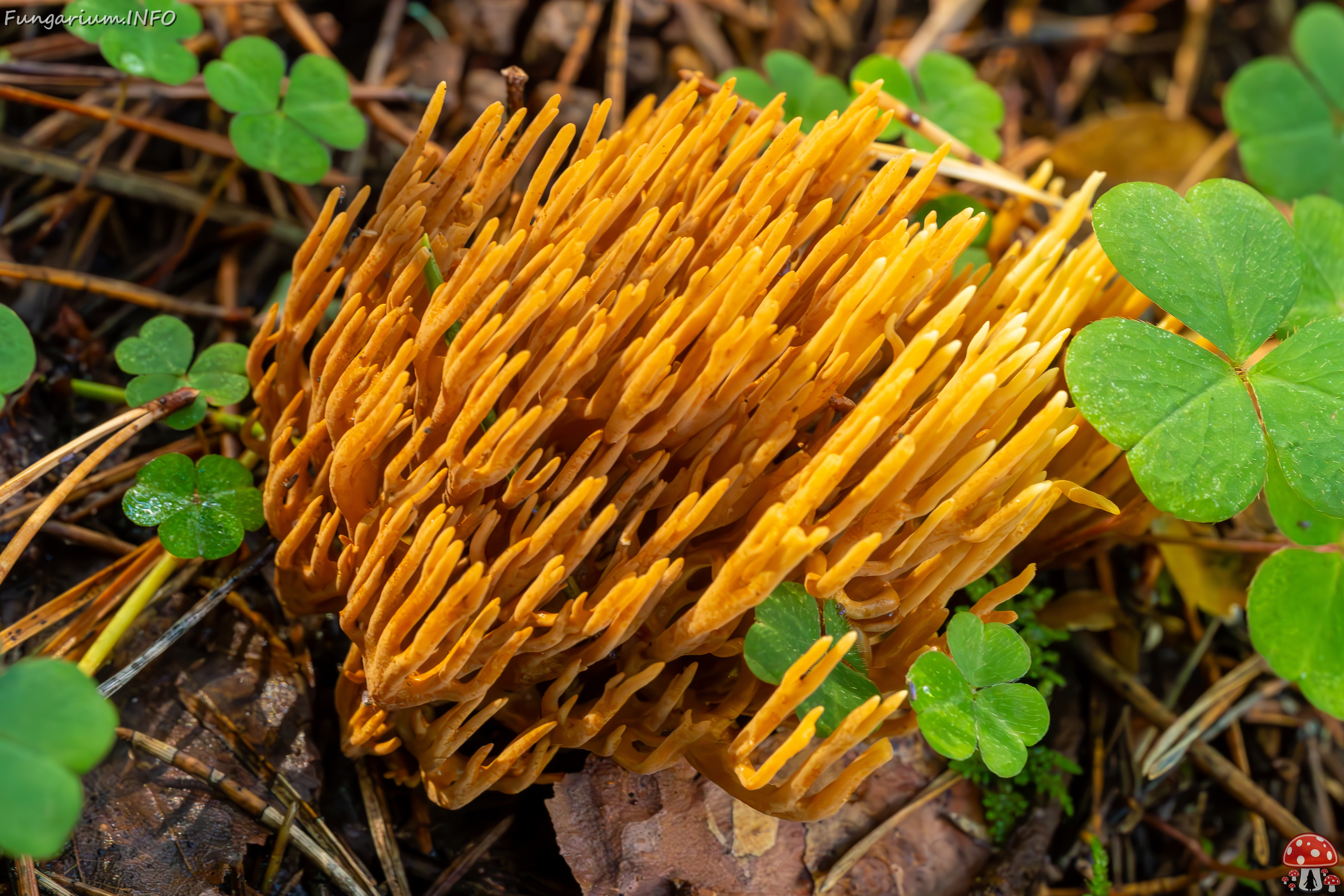 ramaria-eumorpha_2023-09-14_1-11 