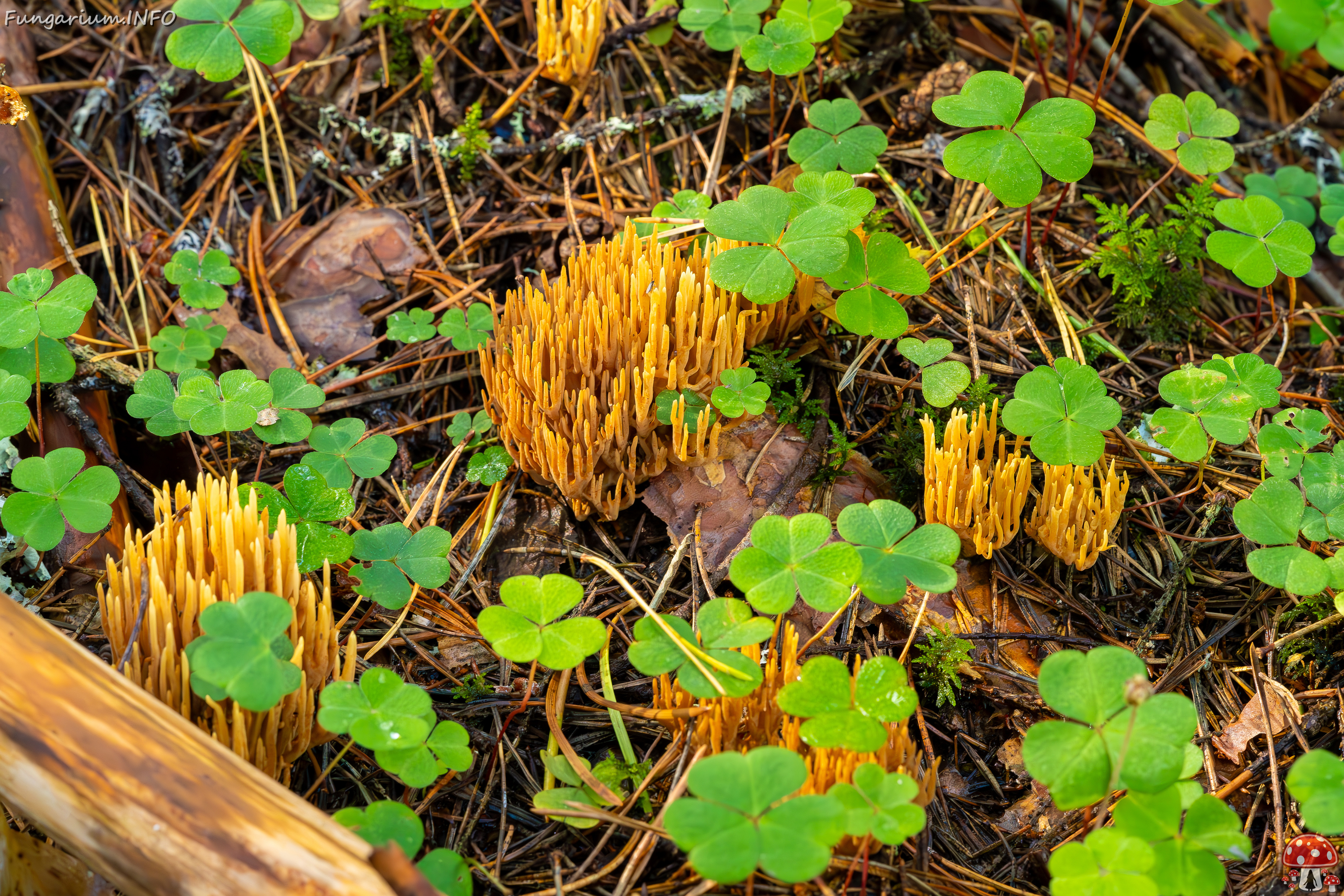 ramaria-eumorpha_2023-09-14_1-15 