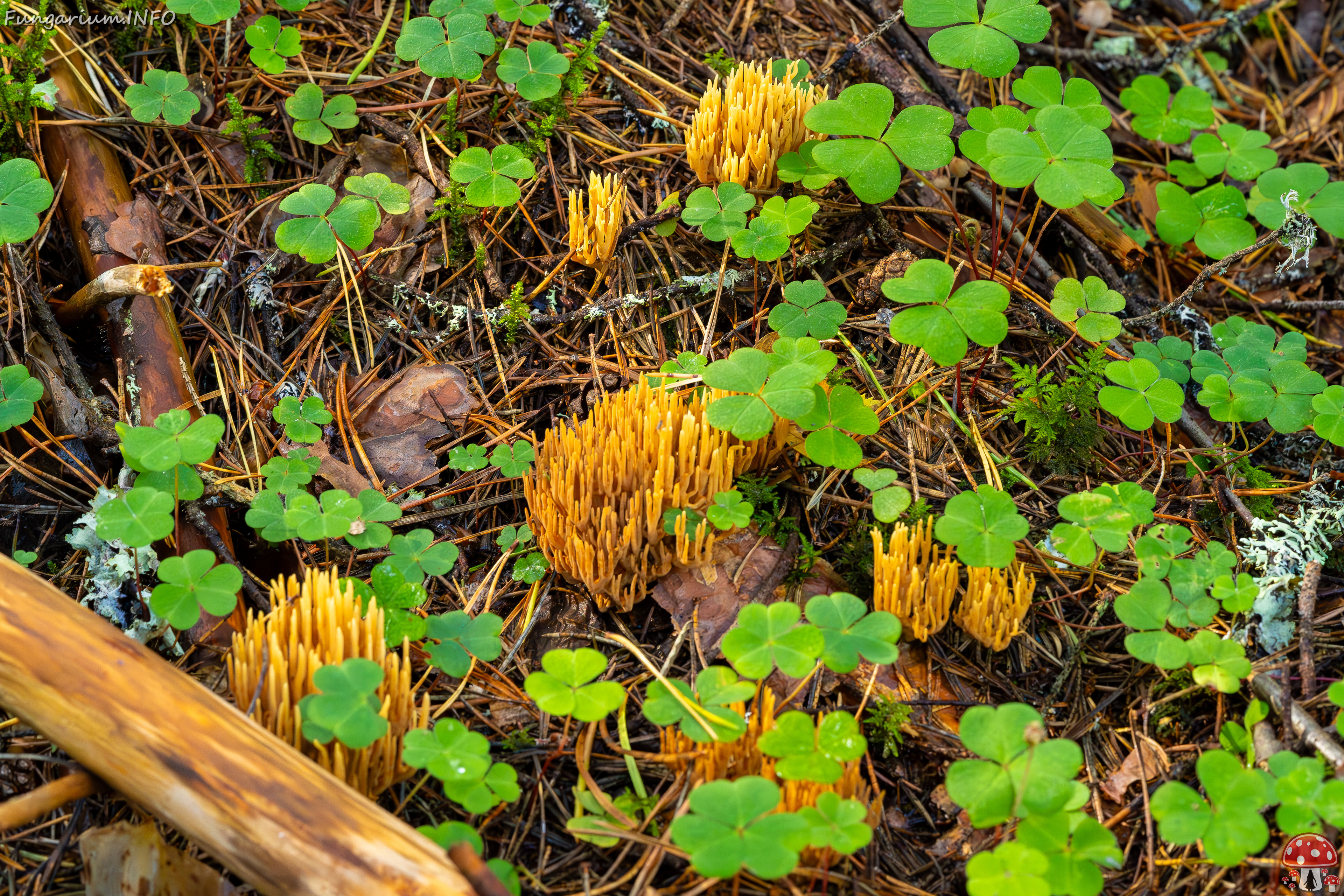 ramaria-eumorpha_2023-09-14_1-17 